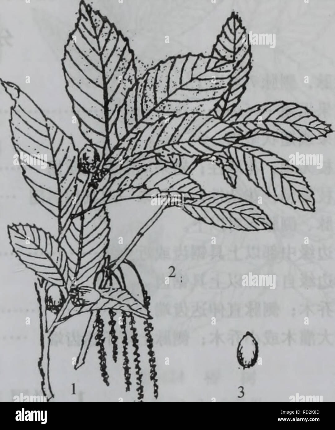 Da bie Shan wu Zhi Zhi. Botanik. Gibt es 421 ISaeã Å¾ae éé½¿±ae 1. å½¢å¶ Sie 2. å¶ èç¤ºae ¯ sie 3. AE1 aeaeï¼ 2. È ± aeï¼ 3. åae 7. ae±ae Ï¼å¾422) Quercus glandulifera Sel. ¨ ï¼é Ä¹ae È½å¶ "è¾¾ 25 Mãå¹¼aeè¢"¯aeae Ï¼åè±èé È½ãå¶©è' ¨ Ï¼é¿ ae¤-åç¶ È³åµç éå½ åae"¢¶ ae" é¢ Ï¼é å½¿ 615 åç ± ³ï¼å® ½2.5  5 ³ï¼å åç±ç" ae ¯ ¥ å°'å° ï¼åºé È³ae ¨ ae ¥¢ È³åå½ å½¢Ï¼è¾¹ç¼å · ç²é Ï¼é½ é½ ¯ ¿ ¿¯ç" è è Ï¼å¹¼ae ºä½Ç¶¶¢" å¹³ä¼ae Ï¼èae¶ ae ae ¯ ¯ ¯ Ï¼ä¾ aeae aeèé¢ § è 712 å ¯ aeé ¹ï¼å¶¿ 13 åç ± ³Ãå ³Aeae £ ¯ ç¶ Ï¼å åae 1/41/3; å° èçåµç¶ ae" Ï¼è éå½¢¦ç¦ç¶ Aeåï¼ç '§ å ¯ Ï¼åaeé¿ ae¤-åå½¢ Ï¼ç' gibt es 8  12 ae ¯ "ç±³ï¼é" çº¦³Ãè 1.8Åç ±±ae 45 Aeï¼aeçae 9  10 aeã äº§å¤§å"å ±±° åºåå ãçäºaeµ · Ae 400 700 ç ± ± ± aeä ³Çå'-à ae ¨ aeåç¡¬ Ï¼å® Ä½è½ ¦ È¾ãå" ºç - ç - Ï¼ç § å - å ¯ · Ç²åé åae ¿é é Ï¼å¶ å ¯ ¥ ²å "ae" Èï¼ae ç Stockfoto
