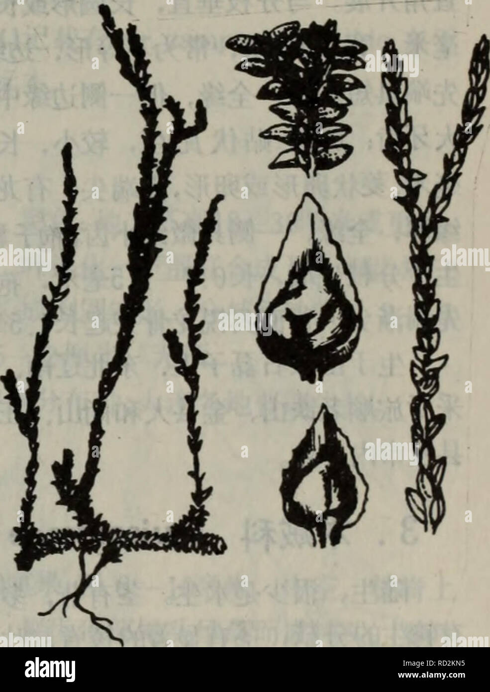 Da Lian di qu Zhi wu Zhi. Botanik. Gibt 2 å · ae gibt es 3 çº¢aeå · ae Selaginella tamariscina (Beauv.) Frühling Selaginella sanguinolenta (li.) Frühling åµå½¢ Ï¼åºé ¨ ççå¤ç¨ä' å"¶ Èï¼å èae±ç"° ¯ éçªå Ï¼è¾¹ç¼ èè' ¨ Ï¼aeå¾® é ¯ ¿ ¿ é½ aeè Ç¼ï¼å ç" å¨ ¯ È¾¹ç¼è¾åãå-¢ å-åç © å ae £±å½¢Ï¼è¾å¶aeä'ºç²Ï¼Å-¢ å - å¶ ä'è § å½¢Ï¼ae ¥ å° Ï¼é¾éª ¨ ç¶ ã^ å²© Ç³ä' ¤ § Ï¼å è¿ å° Åºè¾ae® éã 3. å°å · Aeï¼å¾ 4) Selaginella Helvetica (L.) Link. Fil. sp. Hort. BeroU 59.1841. Å¹'å¤¬ çèae Ï¼ae Ï¼å¾aeè½ ¯ ·¡ç" ç ae ¿ ¤ è²ï¼èååï¼éå ¹Ï¼Åaeååï¼È Ççï¼ä¾ ¹Èaeãå¶§ å¶ ä'åaeåç'ae ç'è § ï¼ç Å¼å ±¨ä'ºaeåµç¶é¿ åå½¢ Ï¼å ç" ¯ auf éå° Ï¼è¾¹ç¼å · ä'Aeae¾çå°é¿ Ï¼è ¹å é½¶ ç-å °ae" éå½ Ï¼åµç¶¢ Ï¼ä¼çï¼å ç"¯ae 'å° Ï¼è¾¹ç¼å · ä' é ¯ toãae Aeae¾å°±Å-åç © å 1 ¯¹ aeå aeè çäºaeå¶ çé¿ Stockfoto