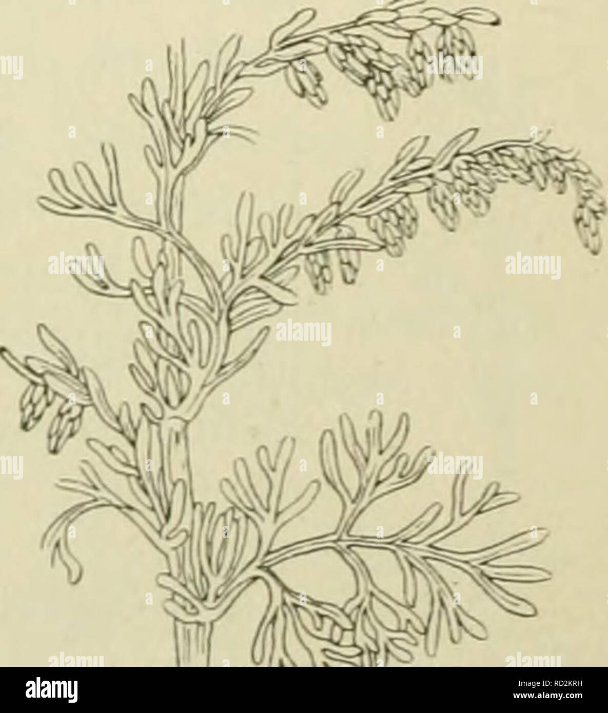 . De flora van Nederland. Pflanzen. Artemisia Absinthium Bild. 495. Los bebladerd, Rond en iets gegroefd zijn. De bladen zijn zijdeaclitig viltig, van Boven witaclitig, van onderen groenaclitig met doorschijnende puntjes, aan de Voet van den bladsteel nicht geoord, de Bladen aan de Korte stammetjes zijn 3 voudig-, de onderste stengelbladen Dubbel-, de hoogere Stengel - bladen enkelvoudig vindeelig, alle hebben Langwerpig - lancetvormige, stompe Slippen, De Bovenste zijn ongedeeld. De hoofdjes zijn Vrij klein (3-4 niM in middellijn), bijna bolrond, knikkend, kortgesteeld. Zij staan in kleinere von gr Stockfoto