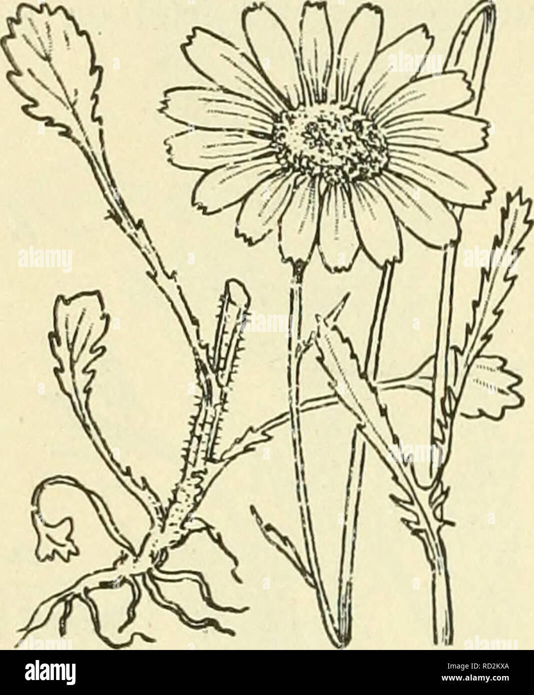 . De flora van Nederland. Pflanzen. 392 - Der COMPOSITAE. FAMILIE 109.. Chrysanthemum Leucanthemum Abb. 489.Een breederen hoornachtigen vleugel, sterben evenals de 2 andere naar Boven in een Tand uit-loopt, sterben der schijfbloemen ist tolvormig - samengedrukt, Van binnen met een naar Boven in een Tand uitloopenden vleugel (Abb. 488). Alle Röbel den kelkzoom en hebben hars - puntjes. 3-6 dM. 0. JuliâHerfst. Voorkomen in Europa en in Nederland. De Anlage behoort Thuis in Zuid-Europa, doch wordt bij ons als sierplant, vaak met gevulde hoofdjes, gekweekt. Zij wird in een Weide te Veenklooster en in het Bosch op e Stockfoto
