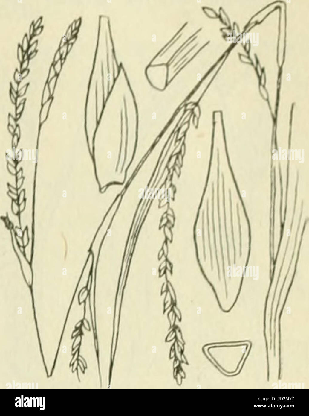 . De flora van Nederland. Pflanzen. FAM 1 L 11:17. - CYPERACEAE. 403. Carex strigosa Abb. 326. zaani auch Ina als iinitjes Ile. Deze (fiÂ". 32 (5) zijn drickantit, '- Iancctvormitj ;- ellipsoÃ ¯ discli, ca. 3 mM lanj,', veelnervi. u, noiei (Jeliji&lt; in der Höhle zeer iiei&lt; notten snavel versmald. Het mannelijke aartje ist los - bloemij;, Smal, verlcn. ud, tof 5 cM lanf,', de kafjes zijn vaak iets bruinachtig' nicht stevijje, Groene middenstreep. De vruchten zijn Zeer klein, nog nicht 2 mM lang, eirond, driekanti. u. ^ â. 6-10 dM. Mei, Juni. Voorkomen in Europa en in Nederland. De Anlage komt in Midden-Europa ve Stockfoto
