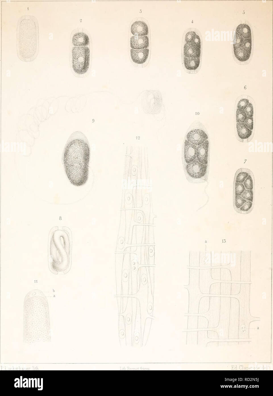 . De la formation et de la fécondation des ufs chez les Vers nématodes. Nematoda. Tal. Bitte beachten Sie, dass diese Bilder sind von der gescannten Seite Bilder, die digital für die Lesbarkeit verbessert haben mögen - Färbung und Aussehen dieser Abbildungen können nicht perfekt dem Original ähneln. extrahiert. René-Édouard Claparède,, 1832-1871. Genève, Impr.de J.-G. Fick Stockfoto