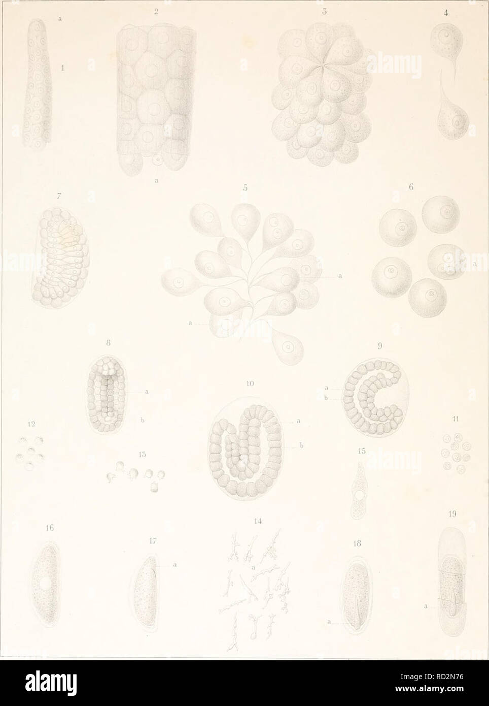 . De la formation et de la fécondation des ufs chez les Vers nématodes. Nematoda. Registerkarte. Iv. Bitte beachten Sie, dass diese Bilder sind von der gescannten Seite Bilder, die digital für die Lesbarkeit verbessert haben mögen - Färbung und Aussehen dieser Abbildungen können nicht perfekt dem Original ähneln. extrahiert. René-Édouard Claparède,, 1832-1871. Genève, Impr.de J.-G. Fick Stockfoto