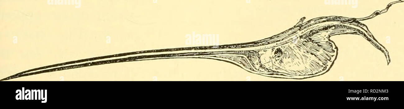. Elementare Biologie; eine Einführung in die Wissenschaft des Lebens. Biologie. Abb. 193. Kampf gegen Ameisen drei Formen des Zentralamerikanischen ant Chelio - myrmex nortoiii: a, Soldat; b, mittlere Arbeitnehmer c, kleine Arbeiter. Abb. 194. Der Stich der Biene in dieser Reihenfolge der Tiere die Waffe ist das eierlegen Orgel. Wenn die Bienenstiche einige - einer, der Punkt ist wahrscheinlich, im Fleisch zu bleiben; und wie das Tier fliegen weg, einige seiner inneren Organe sind verstümmelt und das Insekt bald stirbt. Der Wert dieser Waffe ist nicht so sehr für den Schutz des Einzelnen wie für die der Kolonie oder Art. Die INDIVIDUA Stockfoto