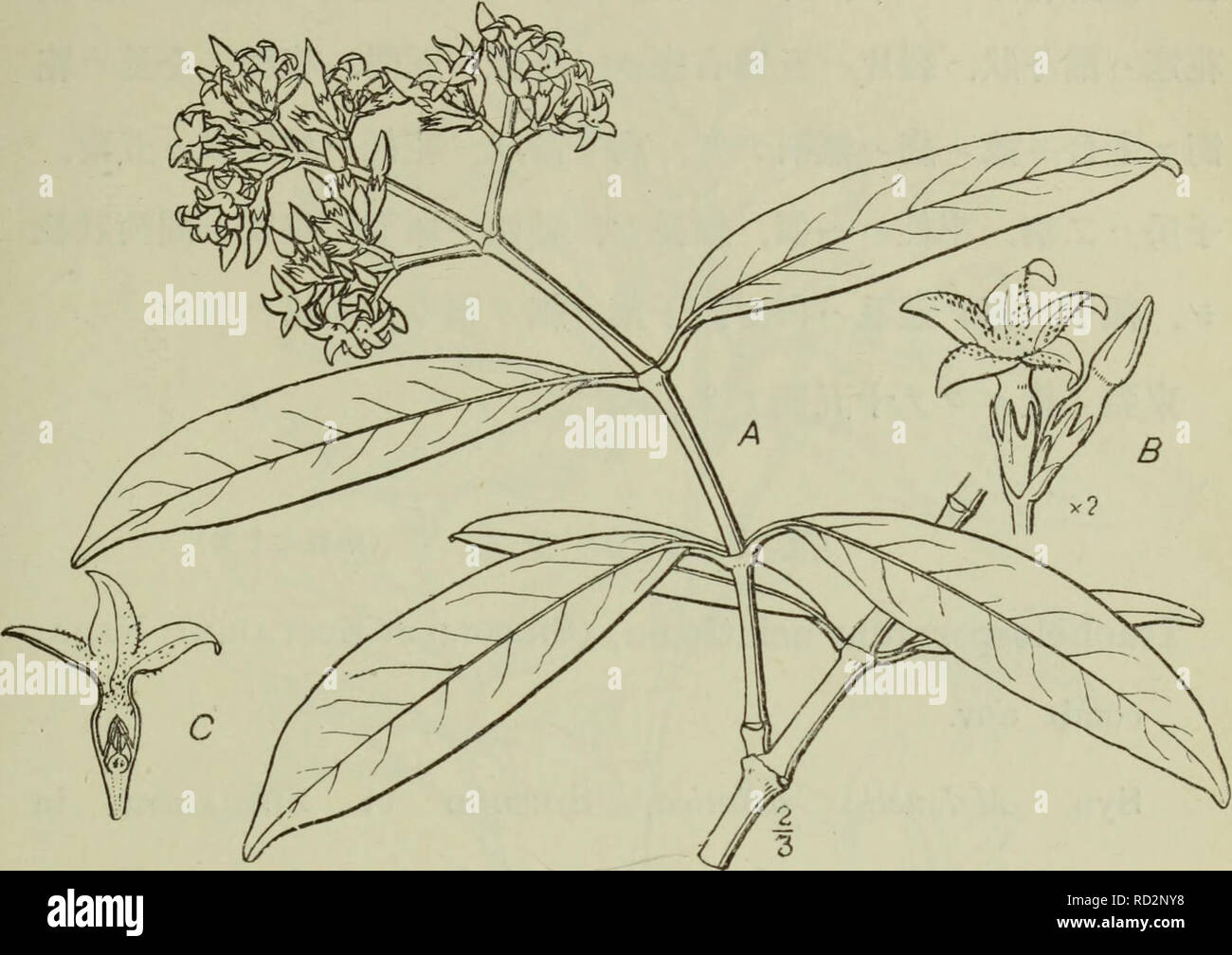 . Dai Nihon jumokushi. Bäume und Sträucher. (305). Ç¬¬Ç¾å - åä¹åA. È ± åºãéã ¯'ã¬ aeB. È ± Åºãã¼é ¨ ã" è±ãå ãéã - § é ¨ ãç ãããã ºã¹ ã¦ ¤ ¥ ãå±¬ Tracnelospermum. Lemaire Le Jardin fleur I. t. 61. (1851). Syn. R7 i7 jncJiospermum Reinwardt, (nicht) Lindley im Amtsblatt der Gartenbau Gesellschaft von London I. S. 74. (1846). Triadenia, Miquel Flora Indica Batava 11. S. 458. (1856). FarecJittes, Miquel in Versl. de Med. Kon. Akad. Wetensch. Vi, S. 193. (1859). § Çºaeae ãae¤ç© ãèãå° çåãä" åºãå® èãaeaeãå ¨ ç · £ ãäºå¹ 'çã. Bitte beachten Sie, dass diese Bilder aus gescannten Seite Bilder, die digital für die Lesbarkeit erhöht worden sein können extrahiert werden - Col Stockfoto