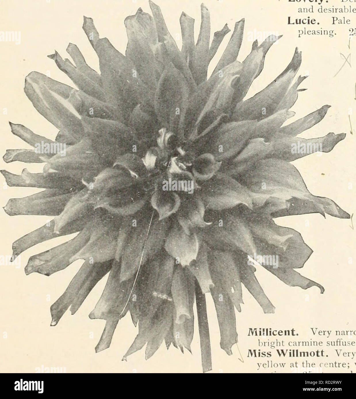 . Dahlien. Blumen Samen Kataloge; Baumschulen (Gartenbau) Kataloge; Dahlien Samen Kataloge. /L,. Cactus Dahlien Marathon. t Kaktus Dahlien Lawine. Lawine. Weiß, mit nur ein Vorschlag von erröten, die als Blume reift; eine dünne, volle, große Blüte; einer der besten tlie. 25 cts. Jedes. Leda. Schöne schmale blättrige Vielfalt an herrlichen Form einer brillanten feurig-rot. 15 cts. Jedes. /Libellule. Der splendid Form, Schwefel-gelb, schattigen mit capucine - Rot; Sehr reichblühend. 25 cts. Jedes. Herr Minto. Sehr symmetrischen Blüten mit langen, bequillte Blütenblätter, die an den spitzen Cleft-kinder sind, so dass die Blume Stockfoto