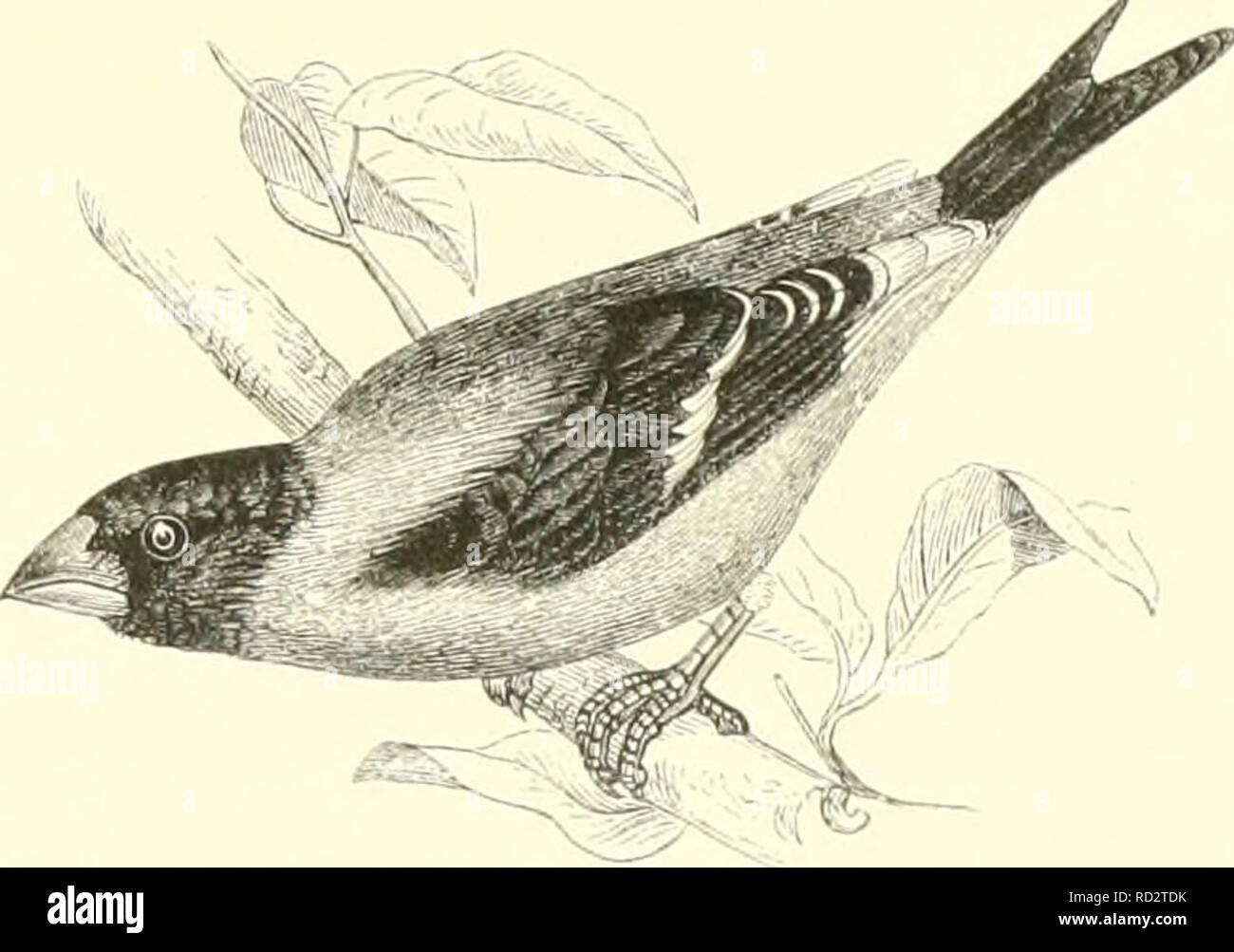 . De Dierentuin van het Koninklijk zoologisch Genootschap Natura Artis Magistra te Amsterdam. Zoos; Vögel. ile overige deeleii geelaclitig niod, hetgeen eciitcr wijfje liij het Op de bevendeeleii ihinr eeiie groenarhtigr Tint vervangen wordt. DE APPELVINKEN. COCCOTHRAUSTES. Hit geslacht lievat ren aannicikrhjk - Lkta snurtcn. iifkiinistig uit Hi't niiordehik Halli' I de Hef dvciig. 'Amerika. Zij zijn voornaraeiijli Gi/kcnnicikt dooi liaiTn l) uitengewoon Dikken, tolvormigrn lirk. liarr gnidtti' eii 5,2Km stevig maaksel. De gewone Appelvink, Coccolhraustes vtdgaris, heeft eenen korten staart, ist z Stockfoto
