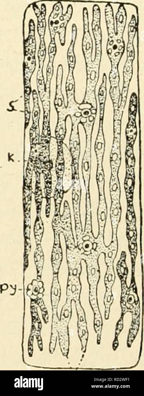 . Das zytoplasma der pflanzlichen Zelle. Pflanzliche Zellen und Gewebe; Protoplasma. L-). 1 A. rhr^ Abb. 12. - Chloroplasten der Chlorophyceae. 1, Draparnaldia (nach ScHMiTZ). 2, Zygnema. 3, Mougeotia scalaris. Zwei Ansichten. (Nach Palla). 4, Oedogonium. (Nach Schmitz). chr, Chloroplasten.py, pyrenoid. n, k, Kern, a, s, Stärke, Ky, tannin Körper von Palla. Die Abschnitte umschließen zahlreiche Chloroplasten von unregelmäßigen Con-Tours, jedes Chloroplasten mehrere Körner von Karotin, aber keine pyrenoids und Stärke Körner (mangenot und Nardi). In Vaucheria, den Chloroplasten, in großer Zahl in verteilten Stockfoto