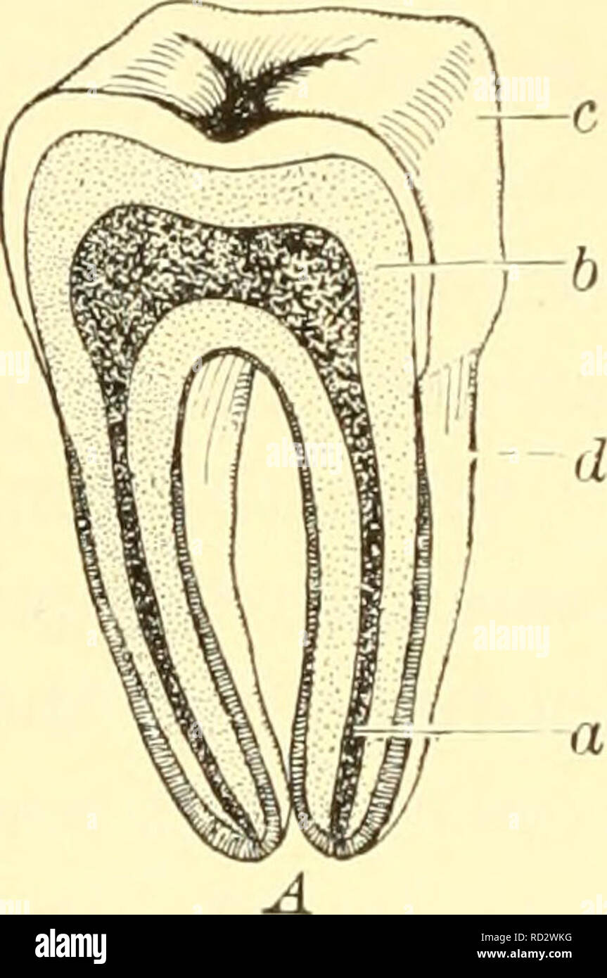 Elementare Biologie Eine Einfuhrung In Die Wissenschaft Des Lebens Biologie Die Struktur Des Menschlichen Zahn Ist In Abb 1 Gezeigt 36 Die Emaille Ist Ein Harter Schutzhulle Probleme Mit Den Zahnen