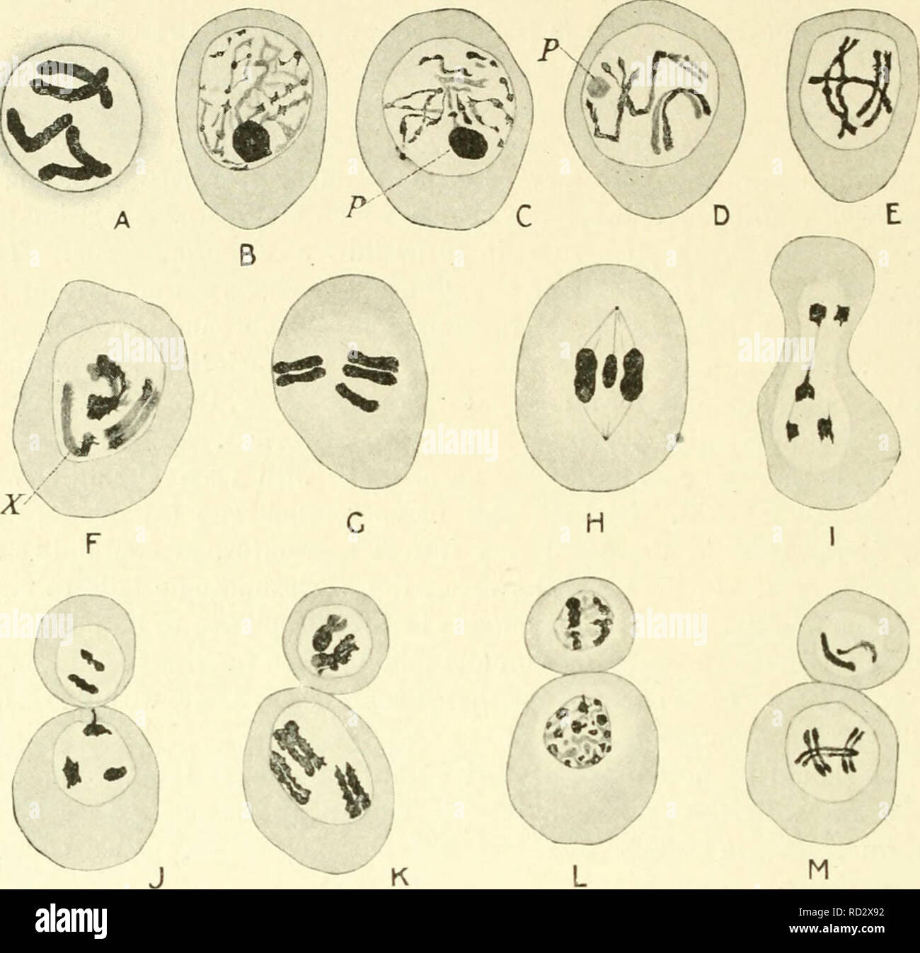. Zytologie, mit besonderem Bezug auf die metazoan Kern. Zellen; Zytologie. ii 6 ZYTOLOGIE Kap. intakt zu einem Pol, so dass in der anaphase I Es gibt drei Chromosomen. N V • • • • • Ir. Bitte beachten Sie, dass diese Bilder sind von der gescannten Seite Bilder, die digital für die Lesbarkeit verbessert haben mögen - Färbung und Aussehen dieser Abbildungen können nicht perfekt dem Original ähneln. extrahiert. Agar, Wilfred Eade, 1882 -. London Macmillan Stockfoto