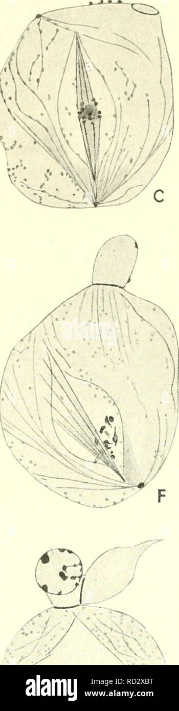 . Zytologie, mit besonderem Bezug auf die metazoan Kern. Zellen; Zytologie. -&Gt; N''. Abb. 43. Die meiotische Phase in der drnne der Honigbienen {Apis mellifica). (Ändern Meves, '/4. Ich"..'l.", "Ich 907.) EIN, primäre Samenzelle; B, der prophase I; C, gescheiterte Metaphase I.; D, E, Degeneration der mitotischen Abbildung, Beginn der Zellteilung; F, prophase II. Die Zelle hat seine Spaltung in einen größeren Kernhaltigen und eine kleinere nicht-Kernhaltigen Teil abgeschlossen. G, Metaphase II.: H, anaphase II.; Ich, Zelle in zwei ungleiche Spermatiden unterteilt. Die nicht-kernhaltigen Zellen von der ersten Zellteilung abgeleitet wird. Stockfoto