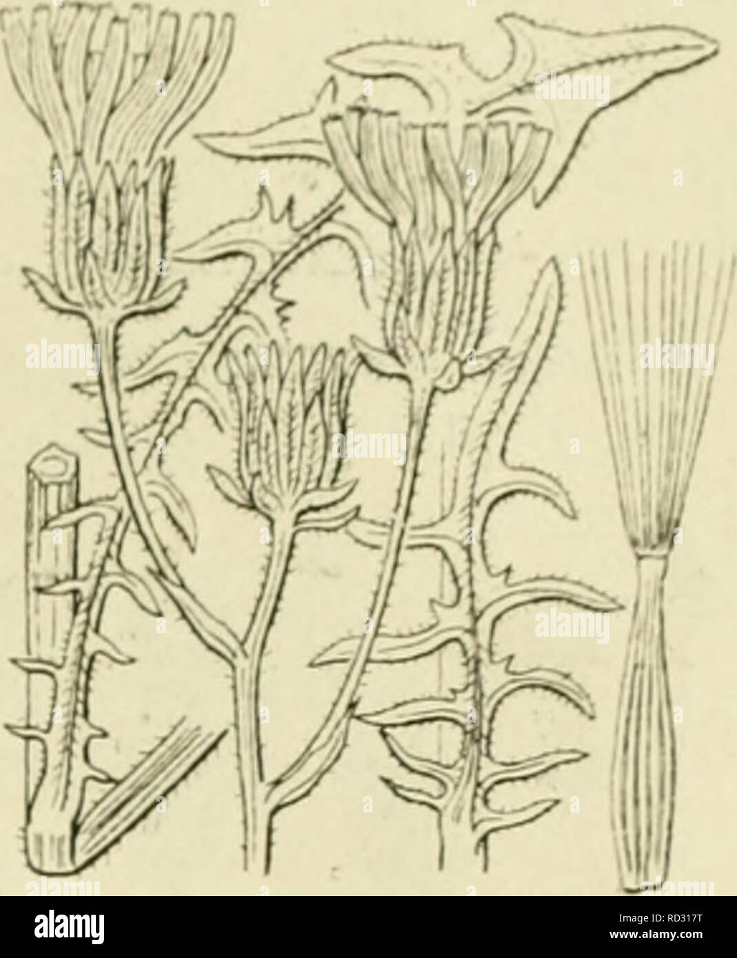 . De flora van Nederland. Pflanzen. FAMILIE 109. COMPOSlTAt. Â 465. Crepis biennis Fis. 590. oi bijna onbeliaard. De bladen zijn vlak, rackinstallation aan Höhle voet werpij vinspletig met lanf^^"-lancetvormitie, vaak j^ etande Slippen, naar den oberen toe onj^ cdeeld, De Bovenste zijn smal Lancet - tot lijnvormii^, ongedeeld, aan Höhle voet geoord met nicht pijlvormige oortjes. De Stelen der hoofdjes zijn naar Boven iets Verdikt, de hoofdjes zijn Vrij groot (tot 3 cM middellijn), zij zijn Scherm - pluimvormig ver-eenigd. De franjeachtig bloembodem ist. De om-windselblnden zijn lijnvormig - langvverpig, stomp, van bin Stockfoto