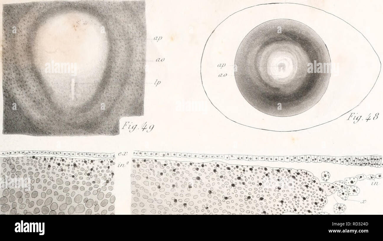 . De la formation du blastoderme dans l'uf d'Oiseau. Embryologie; Vögel. Biùt'. (/T^^-y/. AV/uA. . L'r. /H)/. /; 2 (w. . &Lt;i"/,.;. / '/. 4 ... Bitte beachten Sie, dass diese Bilder sind von der gescannten Seite Bilder, die digital für die Lesbarkeit verbessert haben mögen - Färbung und Aussehen dieser Abbildungen können nicht perfekt dem Original ähneln. extrahiert. Duval, Mathias, 1844-1907. Paris: G. Masson, ÉDITEURS Stockfoto