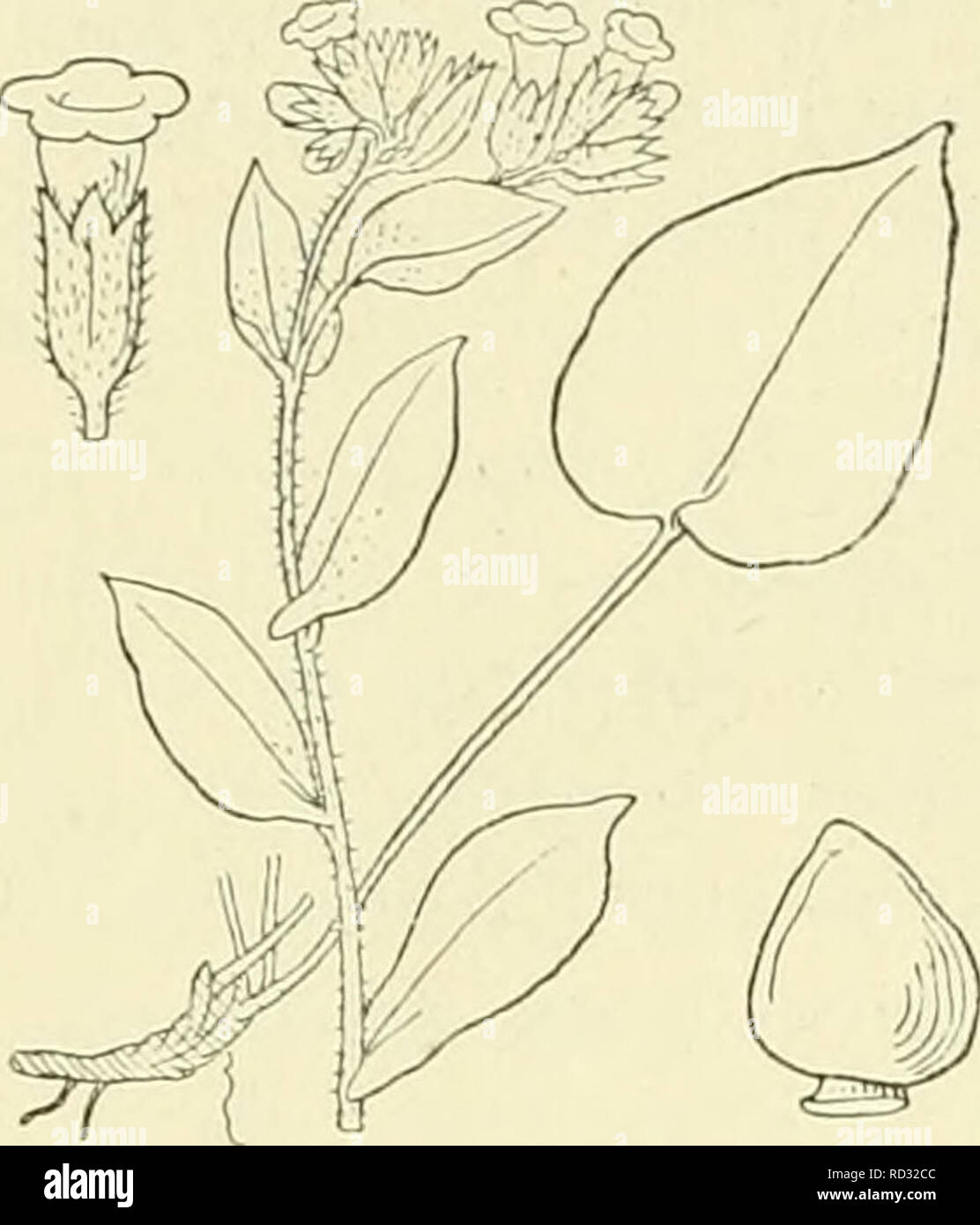 . De flora van Nederland. Pflanzen. 96 - BORAGINACEAE. - 92.. Pulmonaria officinalis, Abb. 118. maal Zoo lang als Rasse, zehn slotte langer Dan de Stengel, Reitpferde Witz gevlekt. Stengel - bladen Hälfte stengelomvattend. Vruchtjes sterk samengedriikt een kamvormigen Rand aan Höhle oben S. longifolia biz erfüllt. 97. S. officinalis 1) L. Longkruid (Abb. 118). Bij deze Werk zit de wortelstok scheef in der Höhle bodem en draagt toege - spitste, langgesteelde Bladen met een gevleugelden Stahl. De onderste dezer Bladen zijn hartvormig - eirond (Abb. 118), De hoogere eirond - lancetvormig met afgeronden Voet. Aan Höhle Stockfoto