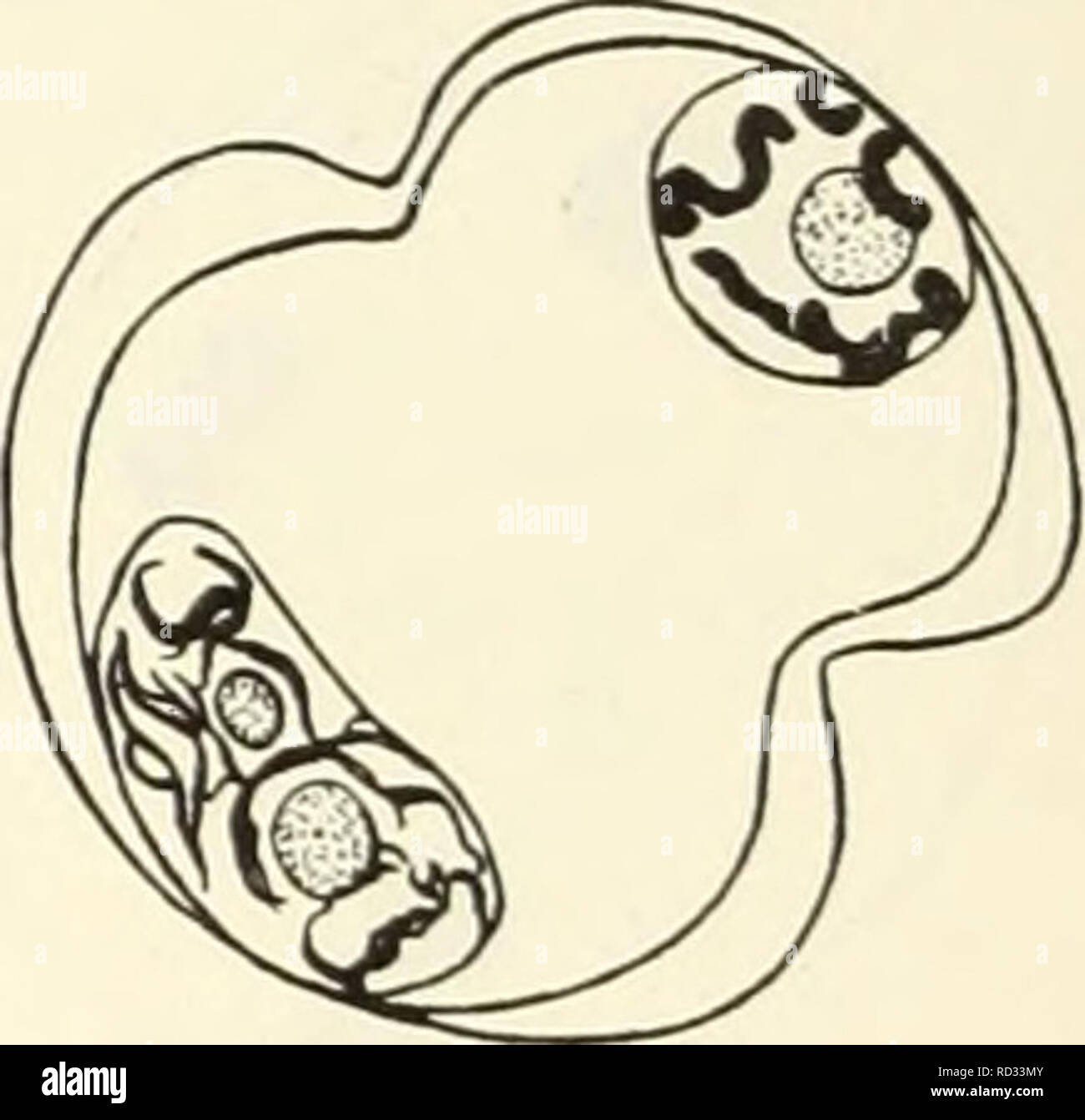 . Eine zytologische Untersuchung von haploiden Crepis capillaris Pflanzen. Karyokinesis; Crepis. Abb. 10. Haploide Crepis capillaris. a, b, streckenden Chromosomen bei; c, furrowing, a, Paraffinschnitte. Tabelle 2 Die Häufigkeit der Tetrads, Triaden, etc., im haploiden Pflanzen Werk Nr. Tetrade Triade Diad Monade 28 H. 149-8 8 23 52 5 28 H. 54-19 10 15 69 5 28 X 20-2 1 19 74 2 Gesamt 19 57 195 12 Tabelle 2 Die Häufigkeit, mit der tetrads, Triaden, diads und Monaden in Abstriche aus drei Knospen beobachtet wurden, zeigt. Diads sind am häufigsten, triaden sind relativ häufig, Monaden, und tetrads infre sind - quent und nur eine Instanz eines Pen Stockfoto