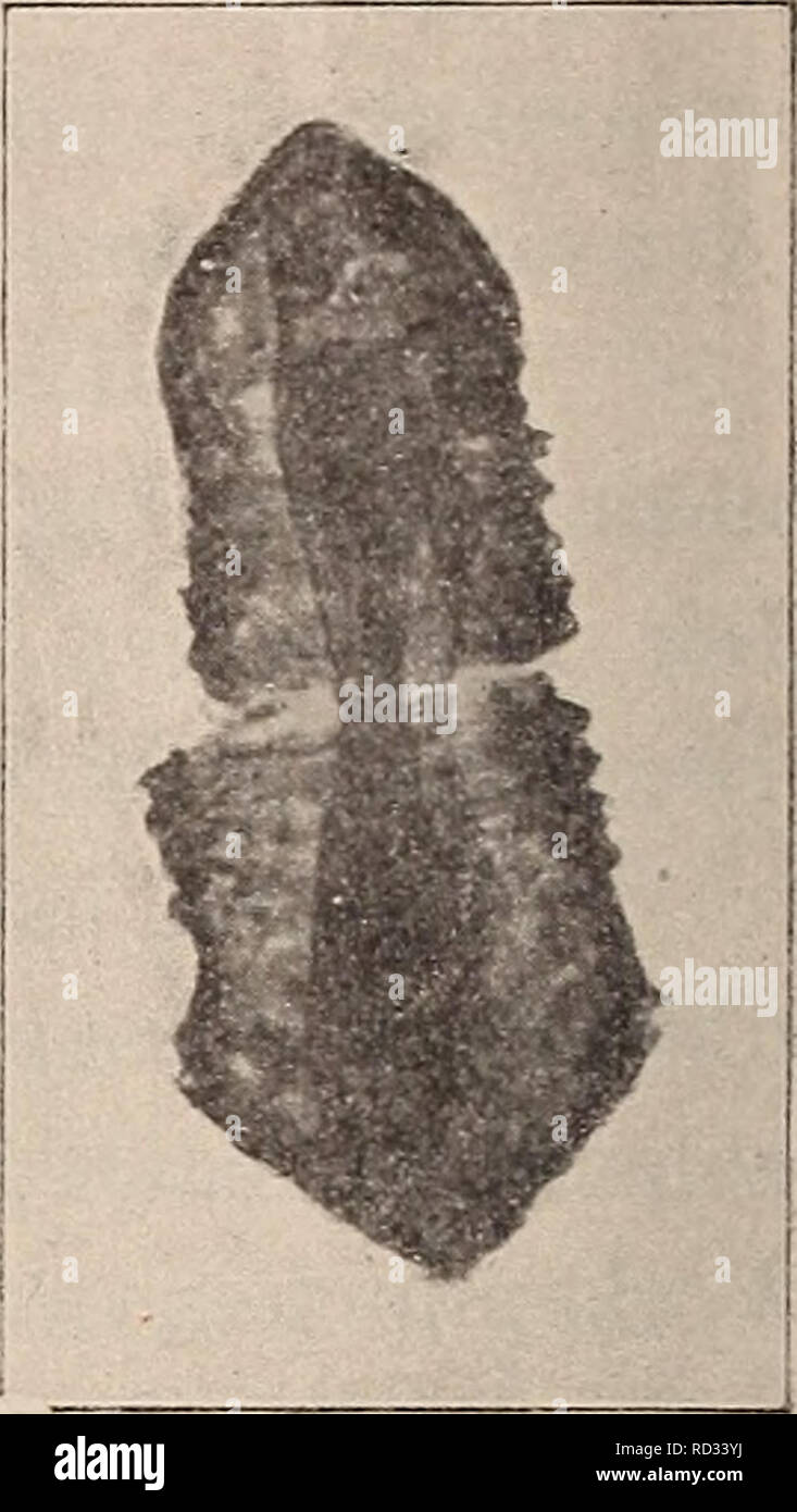 . Das Süsswasserplankton; Methode und Resultate der quantitativen henkes lolland. Süßwasser Tiere; Süßwasser Plankton. Trachelius Eizelle. Plöner See. Orig. 7. l 1. Codonella iacustris. Konjugation. Orig. 3 Auf/i-artigem Anbange versehene Infusor fand ich zahlreich in der Höhle Sehwentine -, sowie im Selenter sehen. Im Mai-Juni ist es im Plöner See am häufigsten, 342 000 Individuen Krieg das Maximum. Zum Herbst hin verschwand es, es hatte sich wahrscheinlich, wie solche Kuhestadien encystirt bei- Thanks Infusorien bekannt sind. Im November fand ich ihn wieder und regelmässig vom August ein. Im Juni war er i Stockfoto