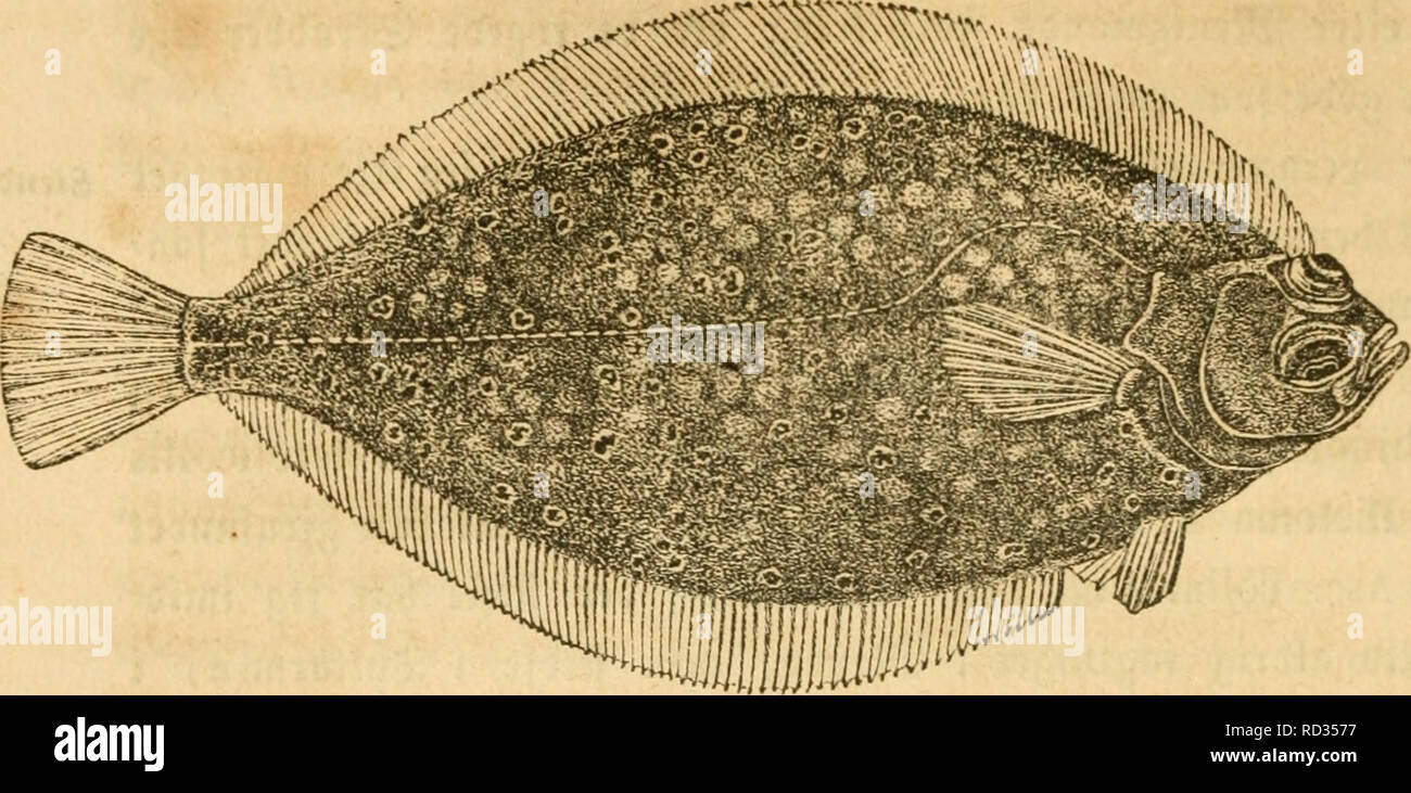 . Danmarks Fiske. Fische. 298. 57^xt, (Slaetten (Platessa ich^ iinanda ArU}, iivumofvvc. gart) en tt) ft (^ uultrun, almtnbelioen nteb cnbect ttcgo "^^" JJtcEtter. (Bficeltcnc ba^^ til torne "ccbnebe, 03^ro^pen berfor Ru, naax Ben ftr^^ fra ge^aUn mob-J^ oi) Ebet. J^o "ebct 3 35 een! iøl Spaß meget ("agt frcmtraebenbe, uben noj^ ne^ nuber Elter © aucjtagj^ Qcr. Saenberne Baabe t^jceberne 03 © "cetget h'bt tilfpibfebe 03 titbeet" Noget abffilte. © tbeltnien Banner o "äh SSrpftf tnnerne en meget t) etpbetig iJ 3 uc (nceften en § al" freb genannt ^&gt;). S3 ag © abtoret en S3 een^pi' g. § O" aengbe tnbe ebeté^^ olbeé omtrent Stockfoto