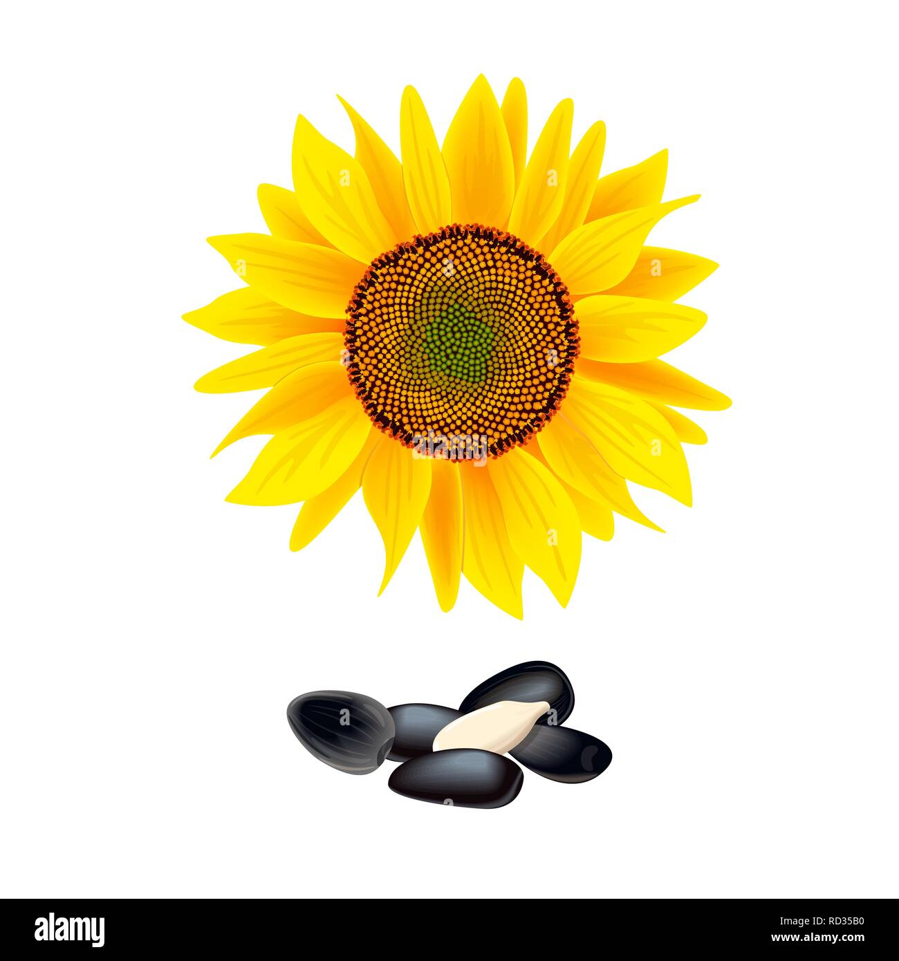 Blüte der Sonnenblume auf weißem Hintergrund. Haufen Samen. Vector Illustration Stock Vektor