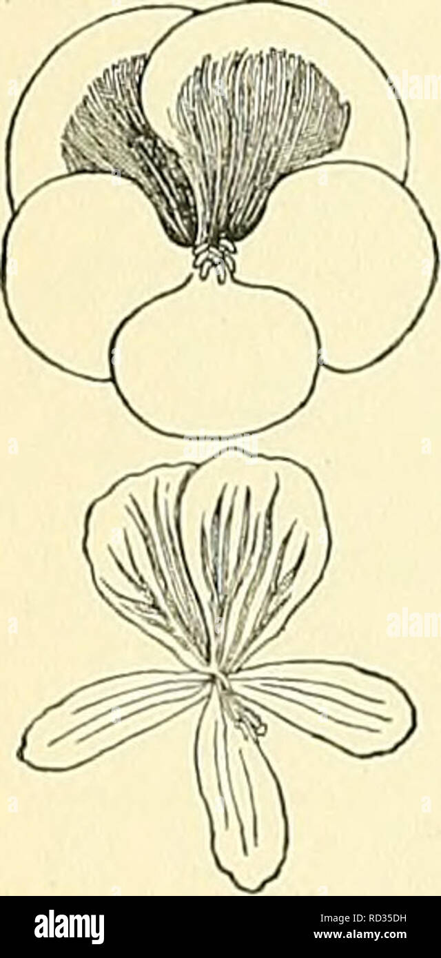 . Cyclopedia der amerikanischen Gartenbau, bestehend aus Anregungen für den Anbau von Gartenpflanzen, Beschreibungen der Arten von Obst, Gemüse, Blumen und Zierpflanzen in den Vereinigten Staaten und in Kanada verkauft, zusammen mit geographischen und Biographische Skizzen. Im Garten arbeiten. 1258 Pelargonien Pelargonium sie in seinen Bildern, aber den größeren Teil ihrer Evolu- tion ist nach seiner histor 3 Verschiedene kleine Werke auf Pelargonium erschienen sind. De Jonghe's" Merkmale Methodique de la Culture du Pelargonium", Brüssel, 1844, enthält gute bibliographische und kulturellen Daten. Mos Stockfoto