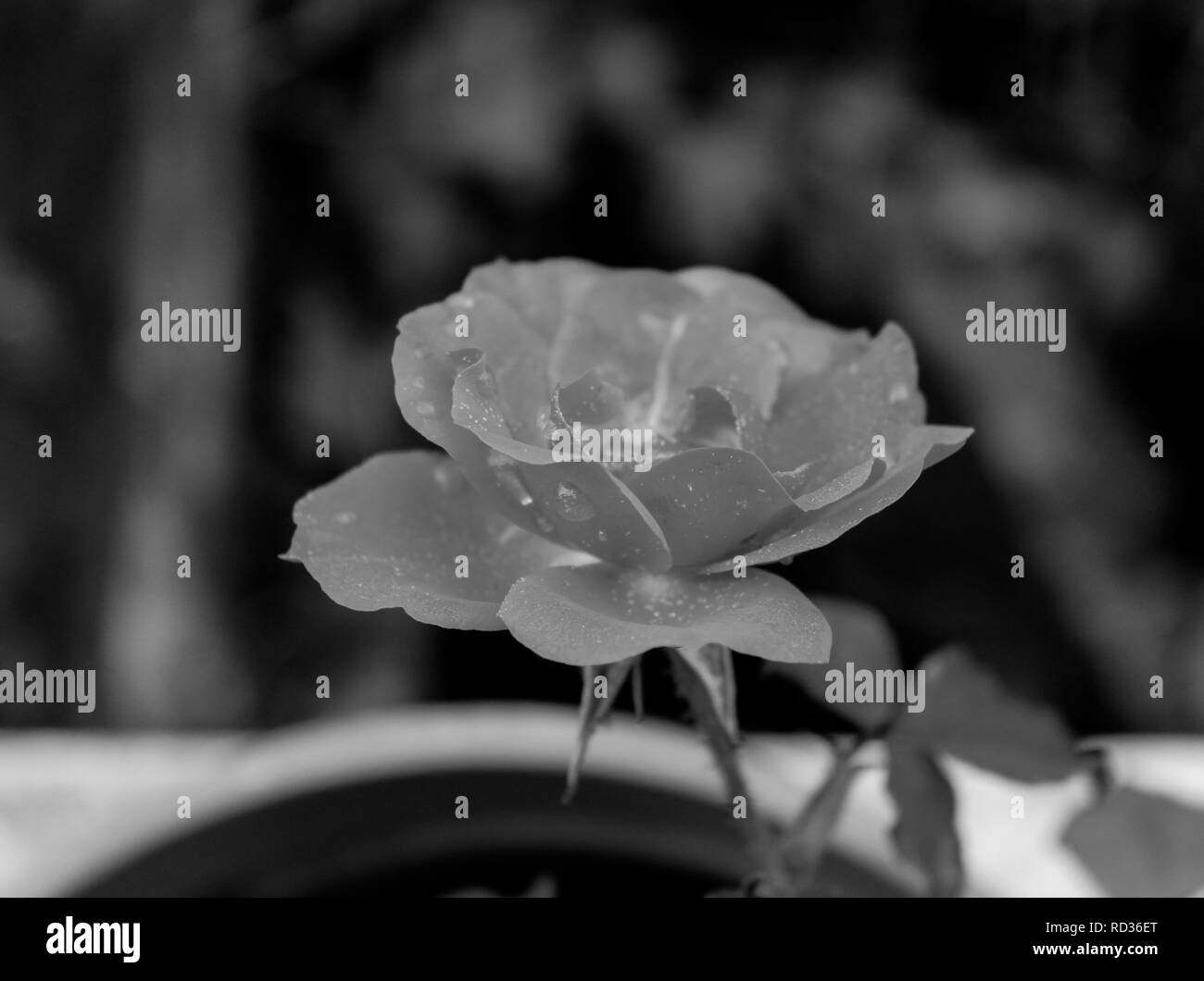 Little Rose im Winter in Schwarz und Weiß Stockfoto