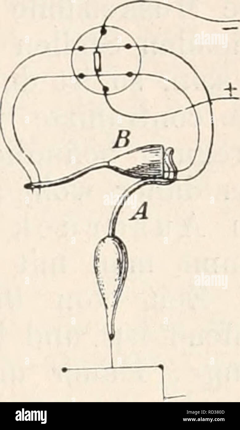 . Elektrophysiologie. Die Wirkungen der elektromotorischen Mnskeln. 321 Wege e^ Keizwelle und" "zu Erregungswelle iclentiticiren. Es würde sich daher nur darum handeln, Beziehungen zwischen of this letzteren und der" Contractionswelle'^festzustellen sterben. Der Umstand, dass die Kontraktion des Muskels ein Latenzstadium besitzt, Avährend sterben" "ein solches Reizwelle / Bernstein nicht erkennen lässt, beweist ohne Weiteres, "dass in einer gereizten Muskelfaser Sterben der Keizwelle Contractionswelle wenigstens theilweise Voranläuft". In der Helmholtz-Gemeinschaft, machte schon im Jahre 1854 Stockfoto