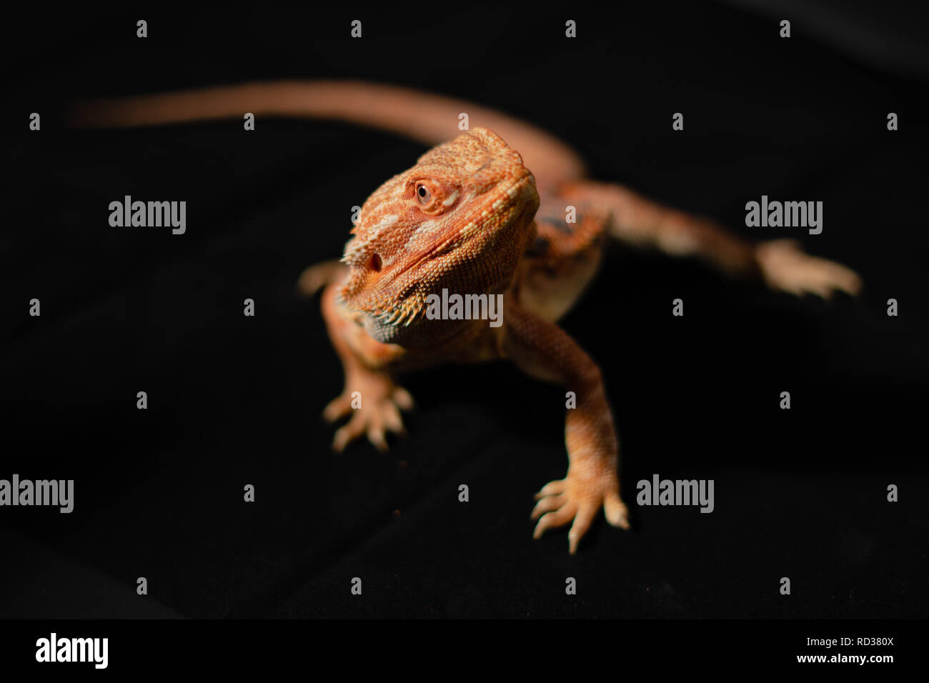 Single Bartagamen mit schwarzem Hintergrund schauen in die Kamera Stockfoto