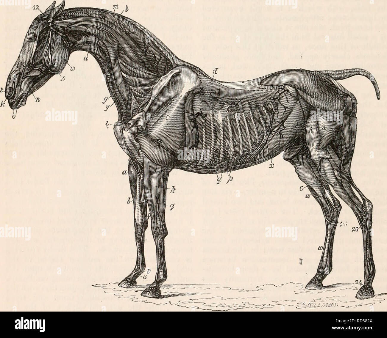 . Die cyclopaedia von Anatomie und Physiologie. Anatomie, Physiologie, Zoologie. 722 SOLIPEDA. breitet sich nach unten über die faszien schlug auf die Hinterhand. Bei der Beschreibung der anderen Teile der Mus- System, es zu teilen, sie werden in die entsprechenden Regionen erforderlich werden, und indem wir dies tun, wird die Anordnung in der Regel bei der Beschreibung des menschlichen Sub-Jekt, beginnend mit der richtigen Muskeln der Wirbelsäule angenommen. - Die lange Muskeln der Wirbelsäule, - nämlich die spinalis und semi-spinalis dorsi, longissimus dorsi und Sa-Cro-Lumbalis - heute eine Disposition sehr Simi-Lar zu dem, was in der menschlichen auftritt Stockfoto