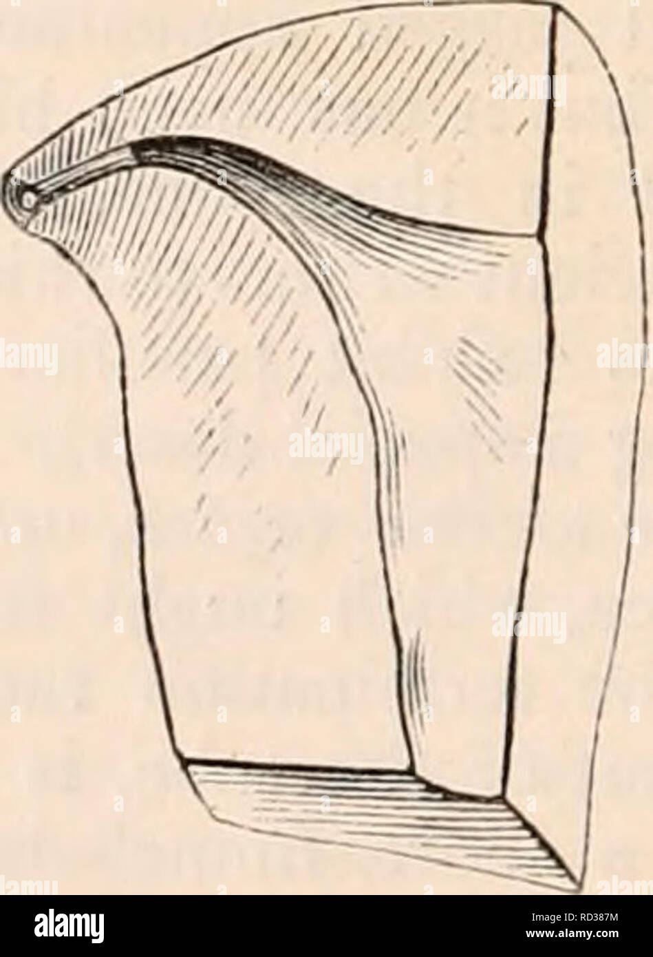 . Die cyclopaedia von Anatomie und Physiologie. Anatomie, Physiologie, Zoologie. 600 GEBÄRMUTTER UND IHRE ANHÄNGSEL. kann nicht mehr erkennen, und eine leicht geflochten, Zustand der Auskleidung Membran der Kanal beginnt unterscheidbar zu sein (Jig. 405. b). Genau in diesem Punkt die wahre uterine Öffnung des Kanals gefunden ist, wird der Durchmesser variiert in verschiedenen Fächern, aber selten von größeren Größe als genügt für die einfache Pas-Salbei einer gemeinsamen Borsten. Die wahre Durchmesser der tubal Hohlraum an diesem Punkt am besten ex untersagt durch einen Querschnitt; denn wenn der Kanal längs offen gelegt ist, Stockfoto