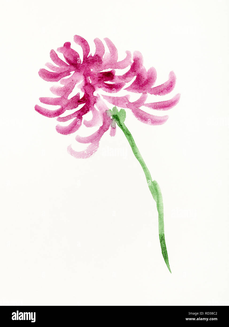 Ausbildung Zeichnung in Sumi-e (suibokuga) Stil mit Wasserfarben - lila Chrysantheme Blume ist von Hand auf cremigem Papier gezeichnet Stockfoto