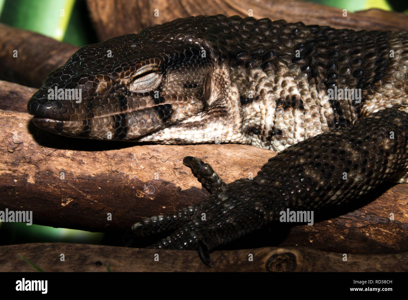 Asiatischer Wasser-Monitor (Varanus Salvator) Stockfoto