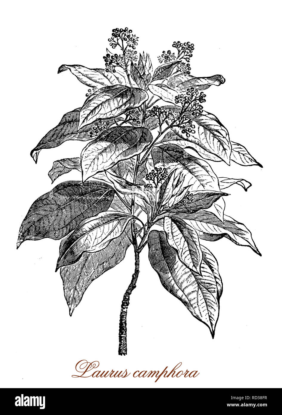 Vintage botanischen Gravur von Cinnamomum camphora, immergrüner Baum mit glänzender wachsartige Blätter riechen von Kampfer, wenn sie zerquetscht Stockfoto