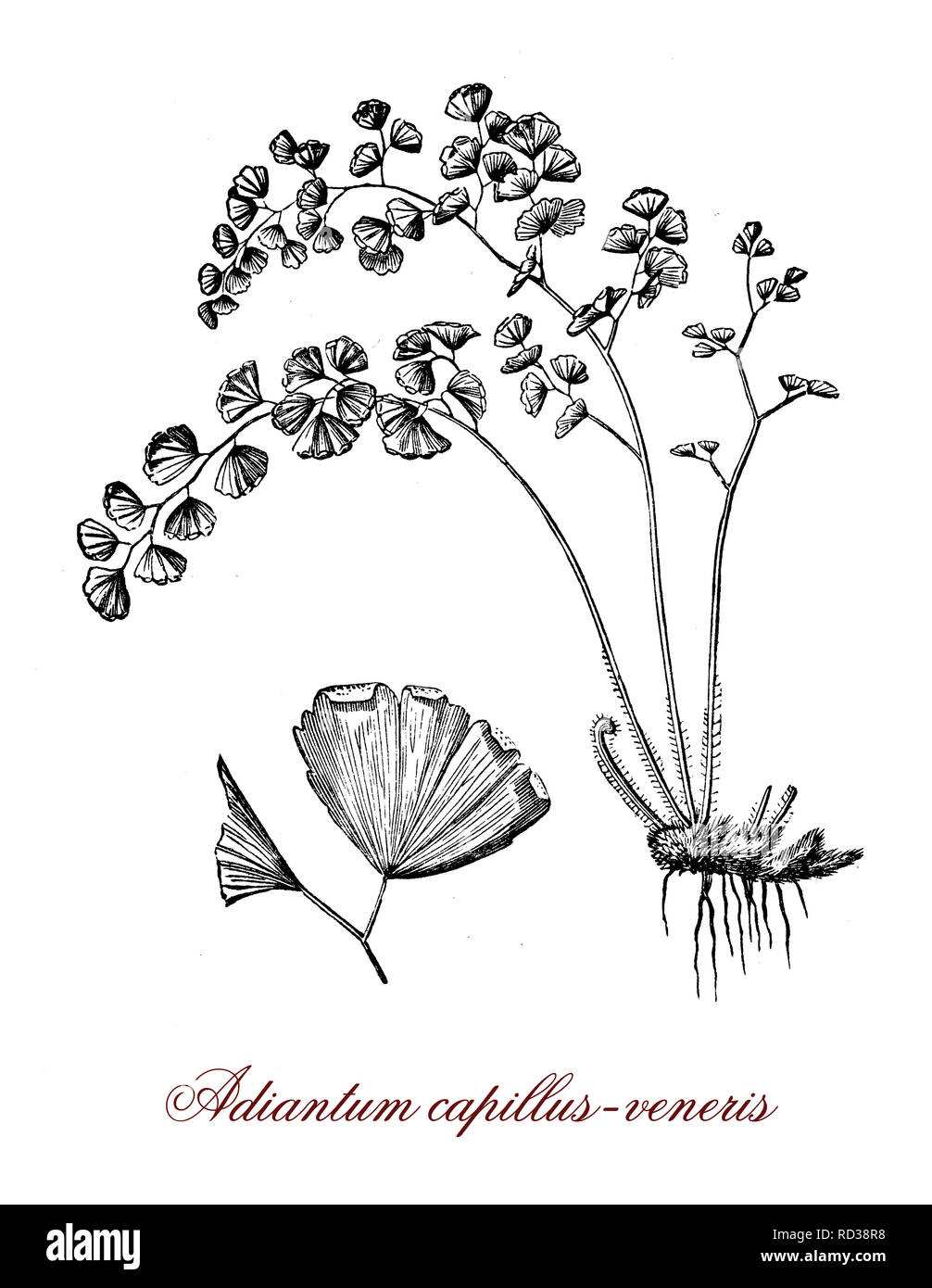 Vintage botanischen Gravur von Adiantum capillus-Veneris, ein Farn Arten, als Zierpflanzen in Gärten und als Zimmerpflanze kultiviert. Stockfoto