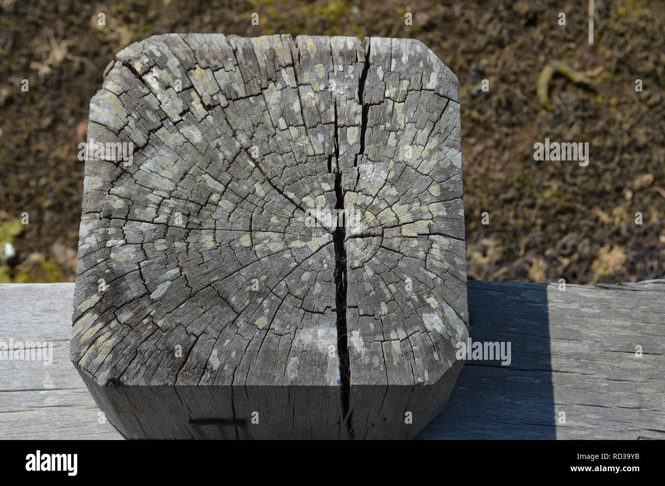 Wetter geschlagen Hafen Beiträge, in Faserrichtung des Holzes am Ende alle mit Wetter und Wasser gerissen. Stockfoto