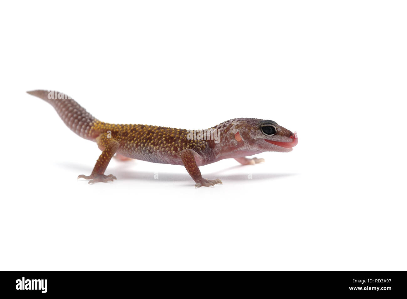 Leopard Gecko isoliert auf weißem Hintergrund Stockfoto