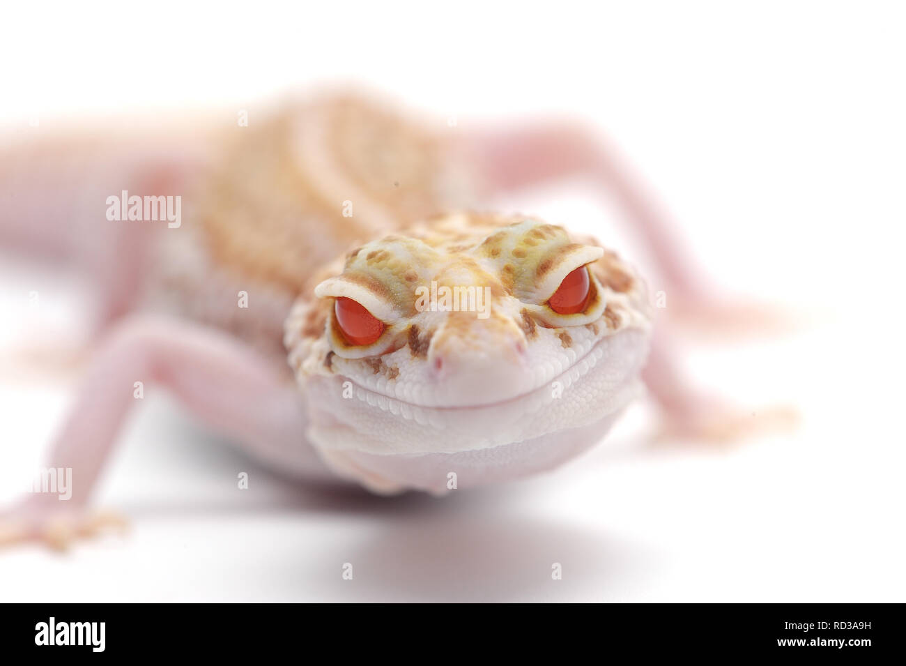 Leopard Gecko isoliert auf weißem Hintergrund Stockfoto