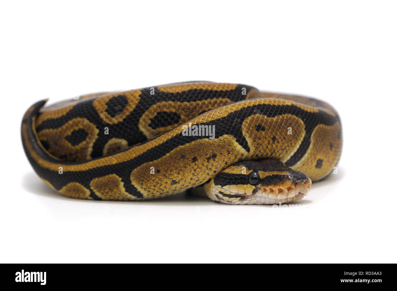 Ball Python auf weißem Hintergrund Stockfoto