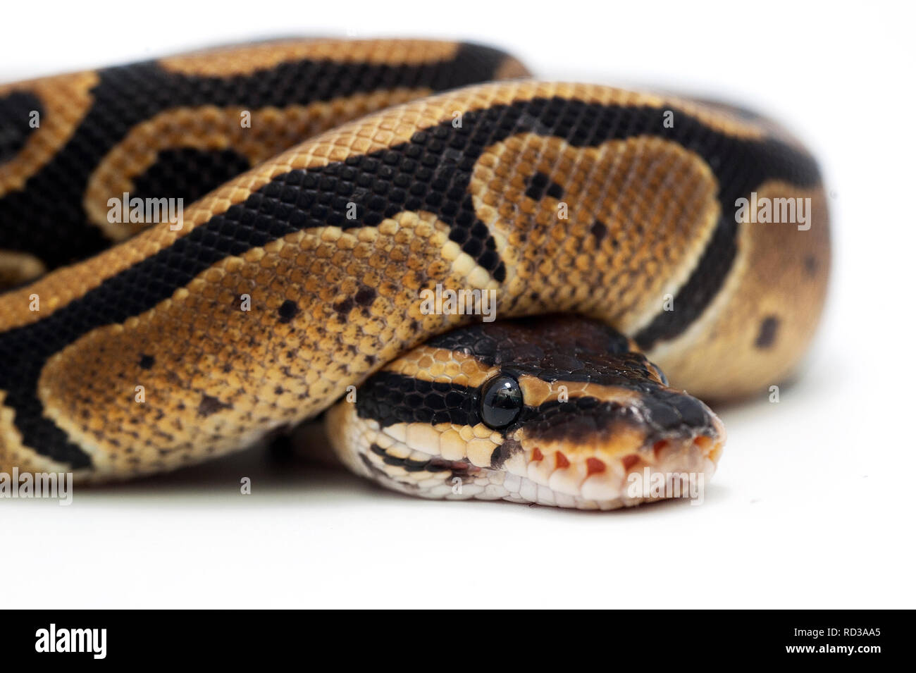 Ball Python auf weißem Hintergrund Stockfoto