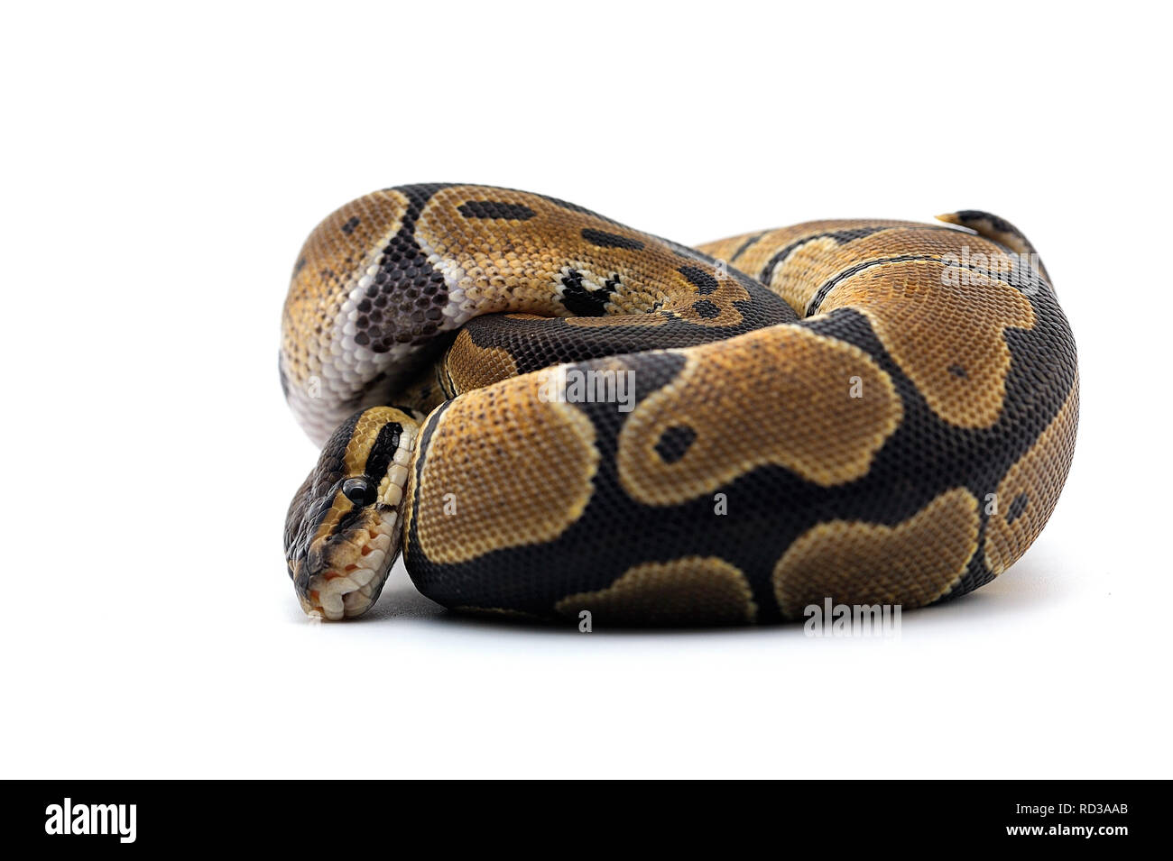 Ball Python auf weißem Hintergrund Stockfoto