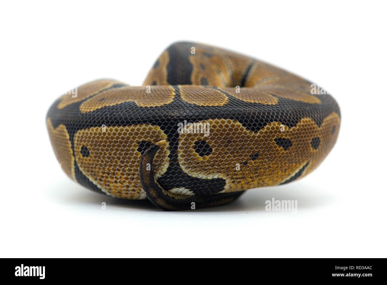 Ball Python auf weißem Hintergrund Stockfoto