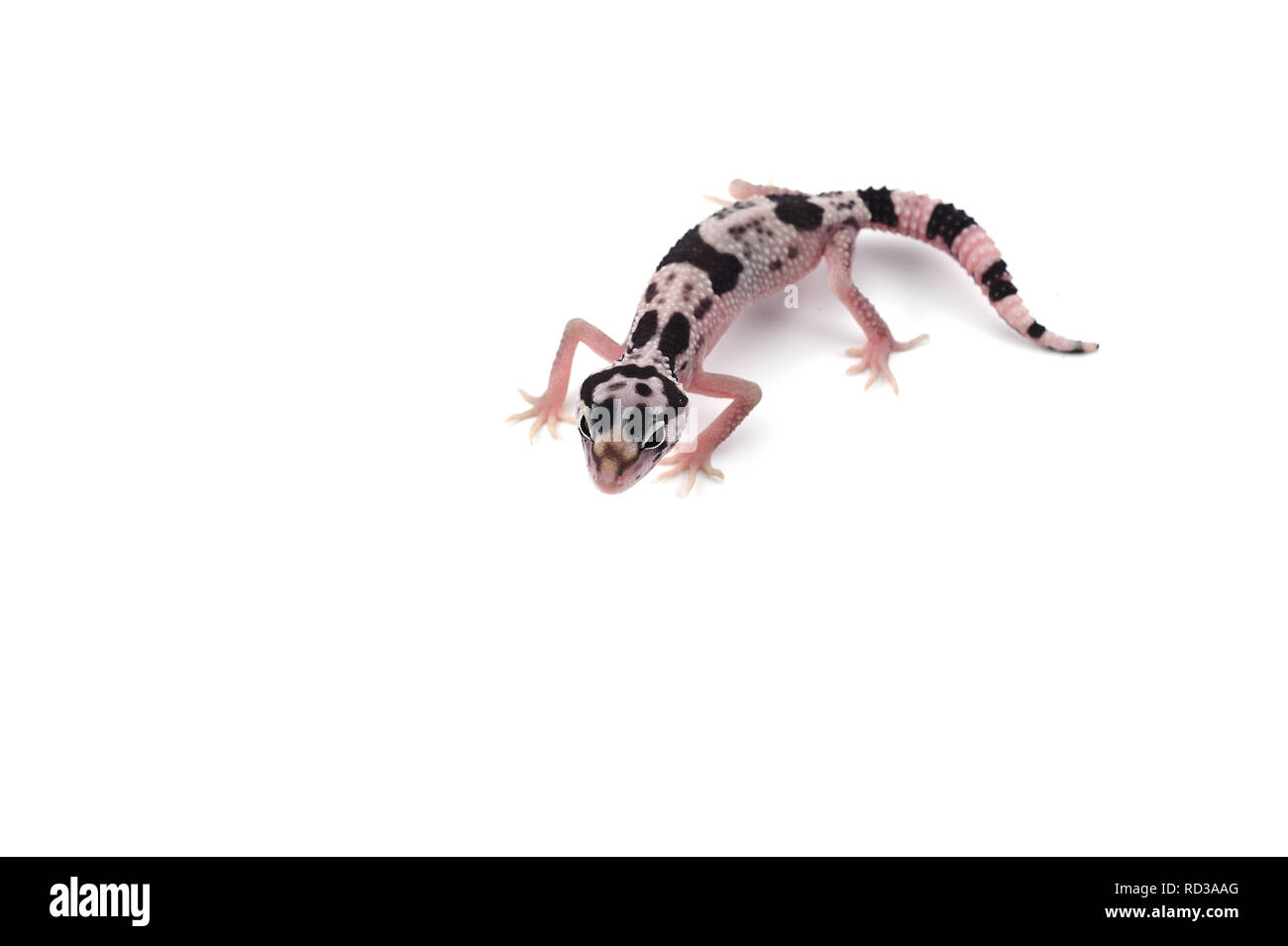 Leopard Gecko isoliert auf weißem Hintergrund Stockfoto