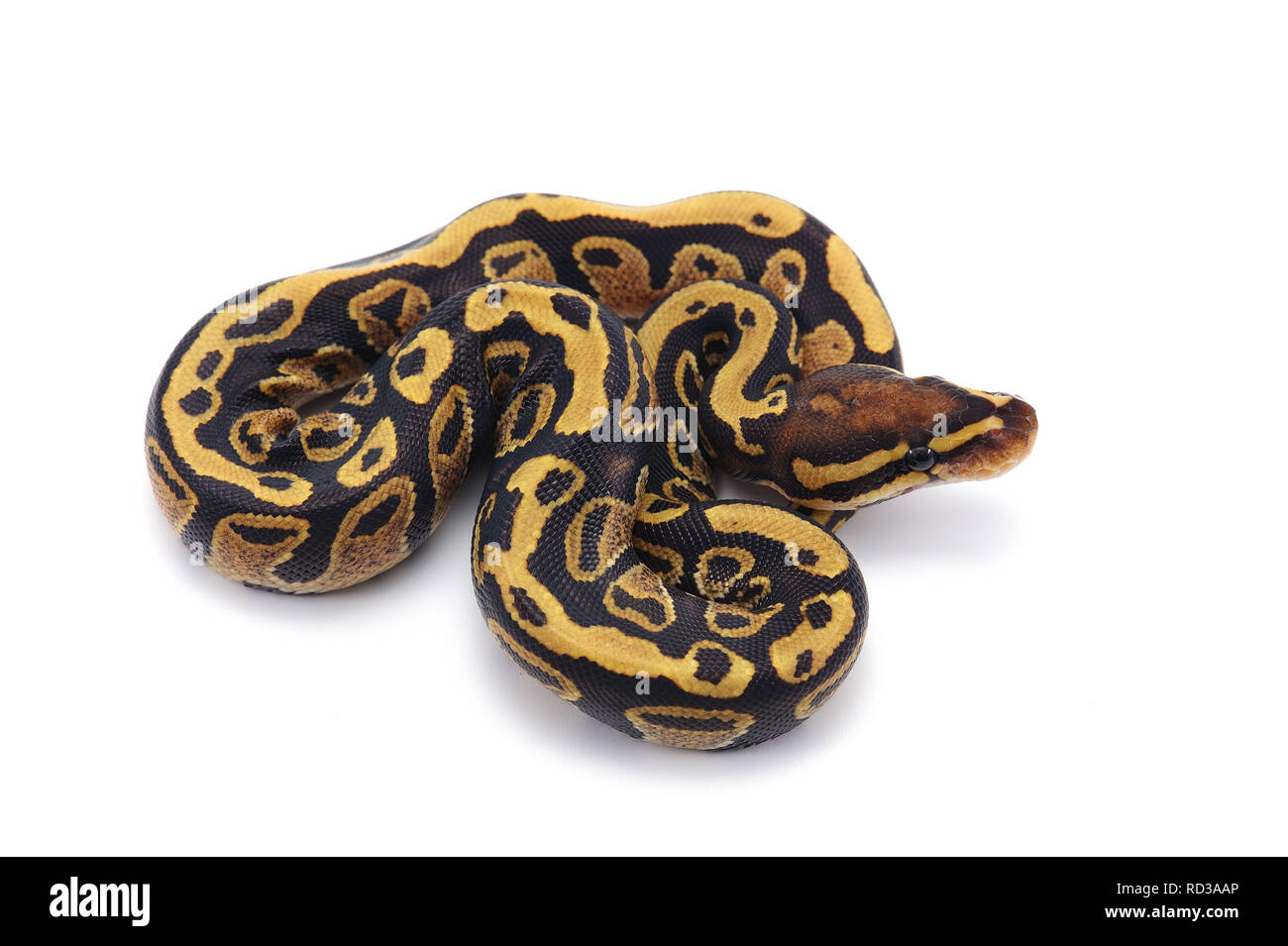 Ball Python auf weißem Hintergrund Stockfoto