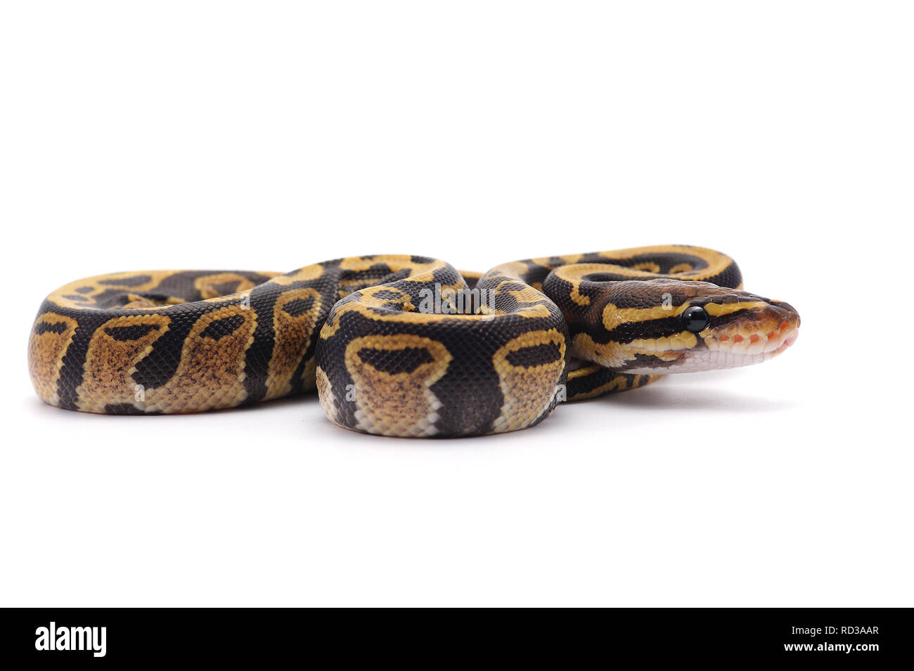 Ball Python auf weißem Hintergrund Stockfoto
