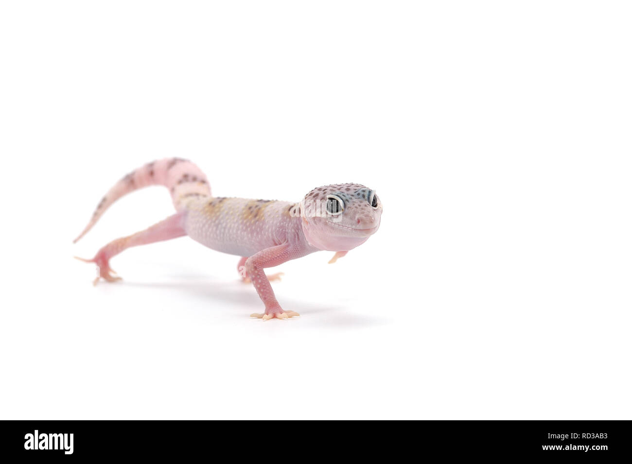 Leopard Gecko isoliert auf weißem Hintergrund Stockfoto