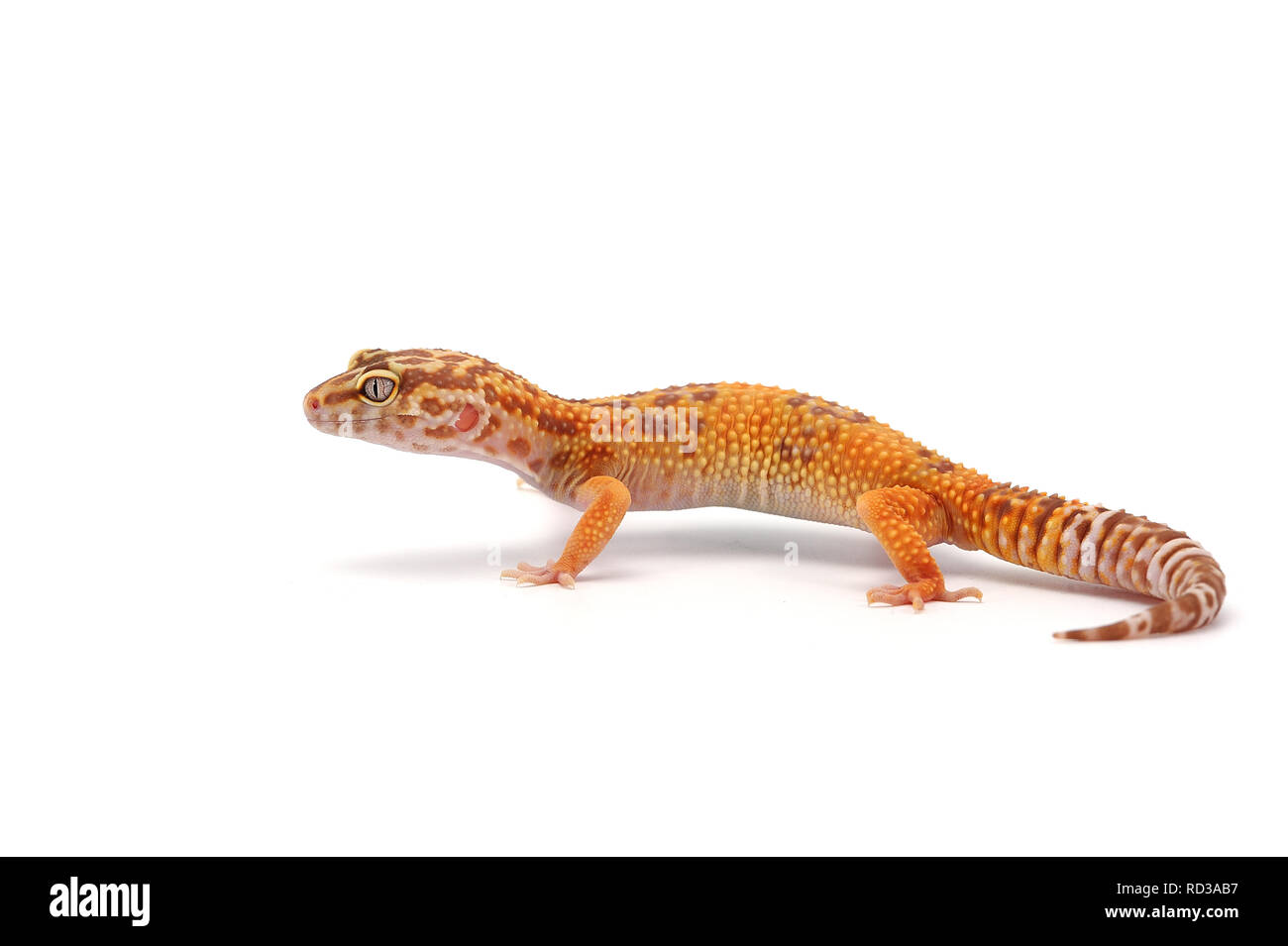 Leopard Gecko isoliert auf weißem Hintergrund Stockfoto