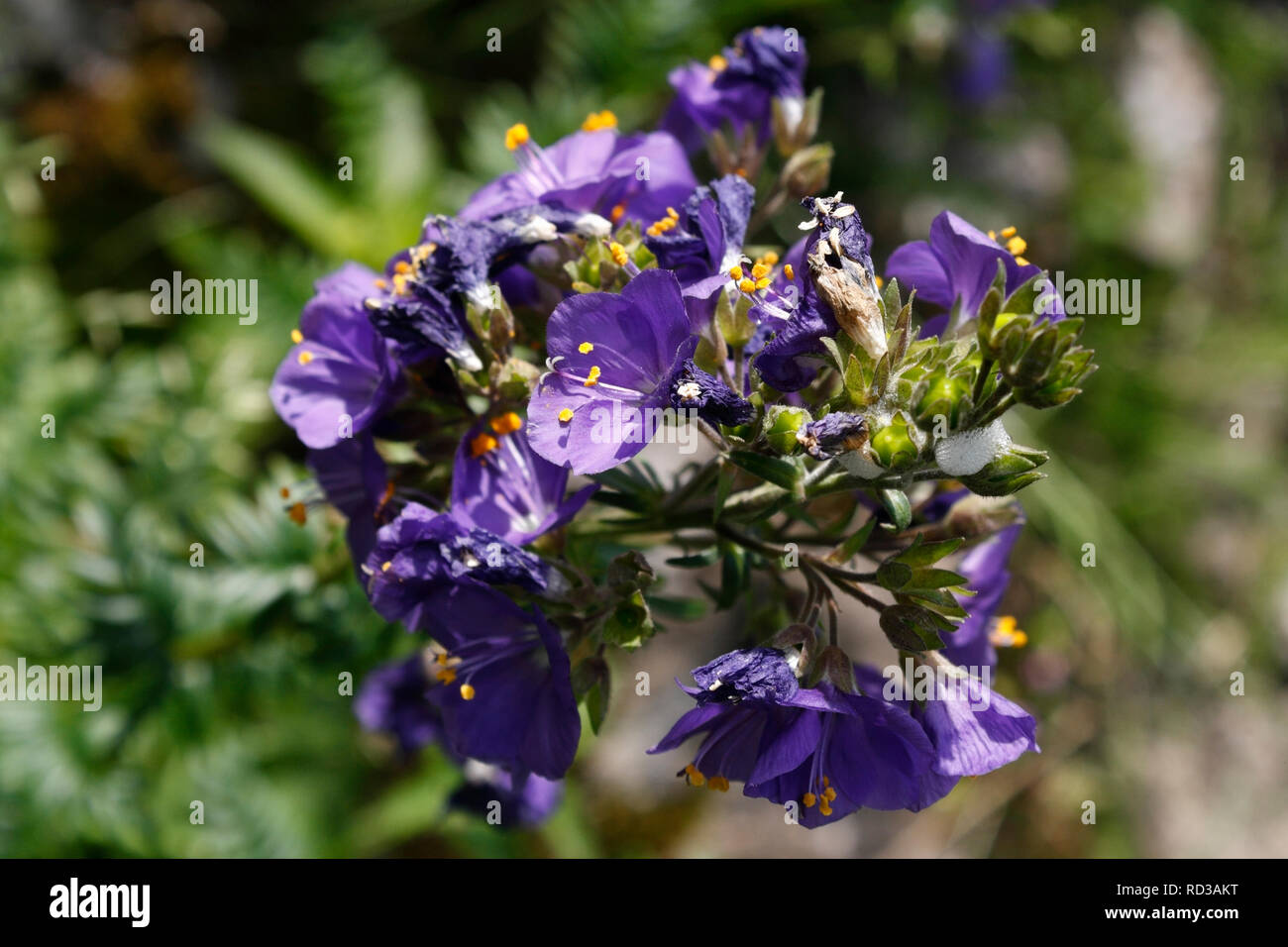 Jacobs Ladder Blume, Polemonium Caeruleum Stockfoto