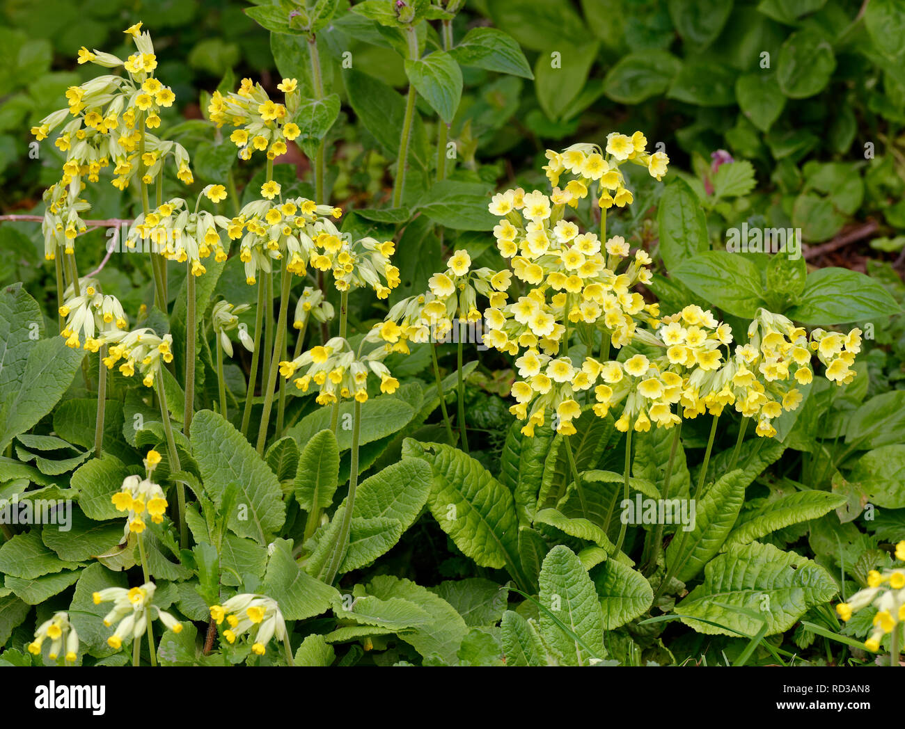 Falsche Oxlip - Primula x polyantha (rechts) mit schlüsselblume - Primula Veris (links) Natürliche Hybride von Primrose und Schlüsselblume Stockfoto