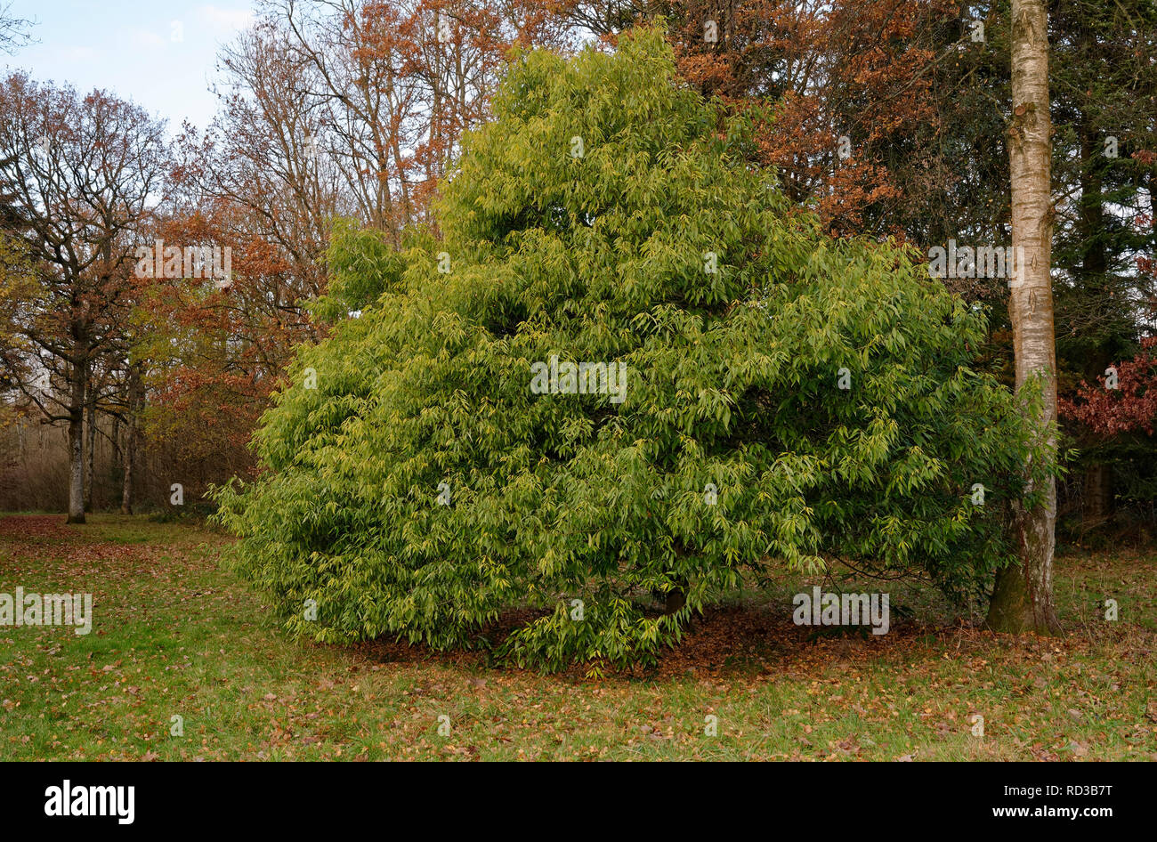 Bambus-leaved Eiche - Quercus myrsinifolia aus Sdostasien Stockfotografie  - Alamy