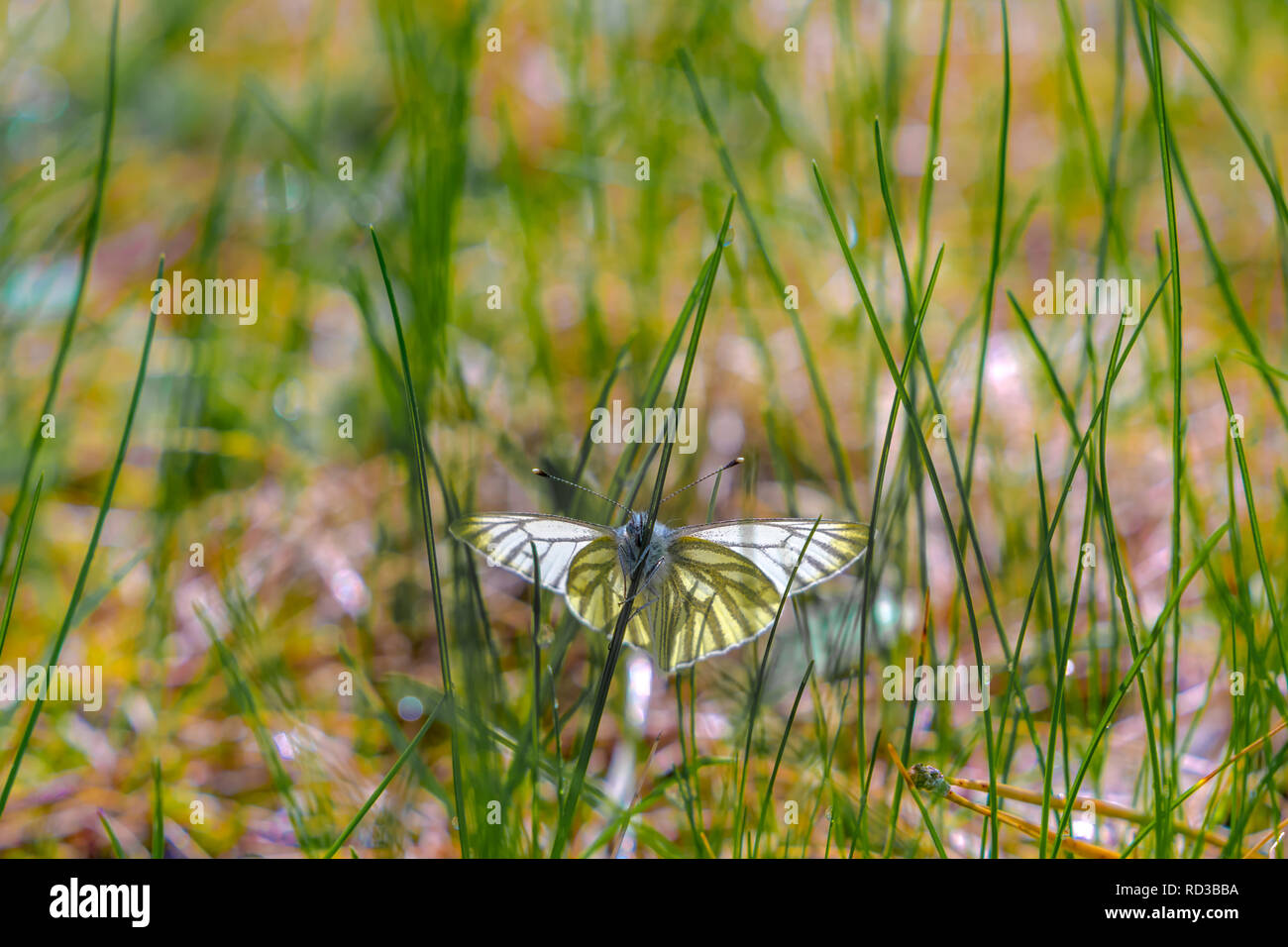 Schmetterling Rapsweißling (Pieris napi) im Gras an einem sonnigen Frühlingstag Stockfoto