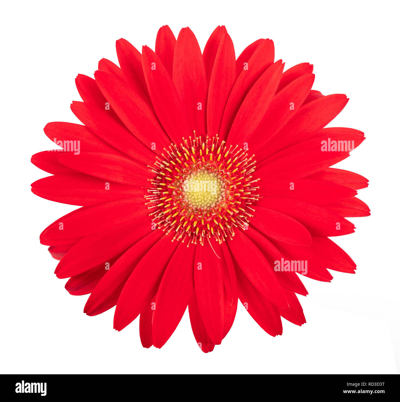 Gerbera Blume isoliert auf weißem Hintergrund Stockfoto