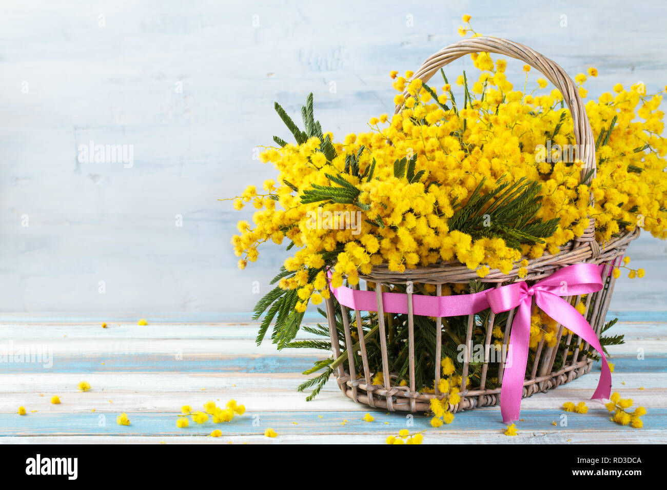 Niederlassung von Mimosa im Korb auf blauen Hintergrund im Landhausstil. Stockfoto
